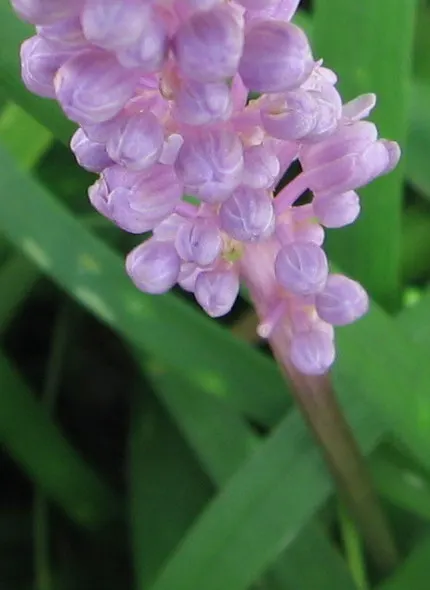 Mondo Grass, Lily Grass (Ophiopogon Japonicus) — providing textural contrast and year-round greenery; this ornamental grass thrives in partial to full shade