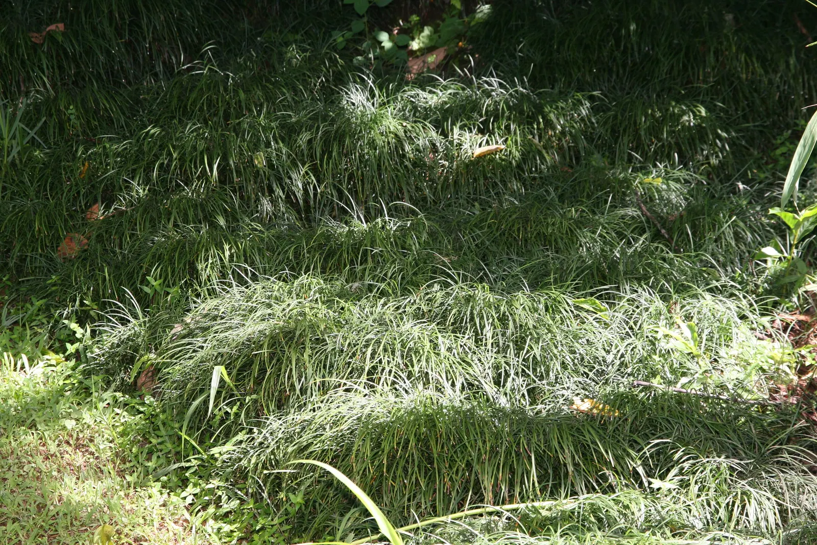 Mondo Grass, Lily Grass (Ophiopogon Japonicus) — requiring well-drained soil