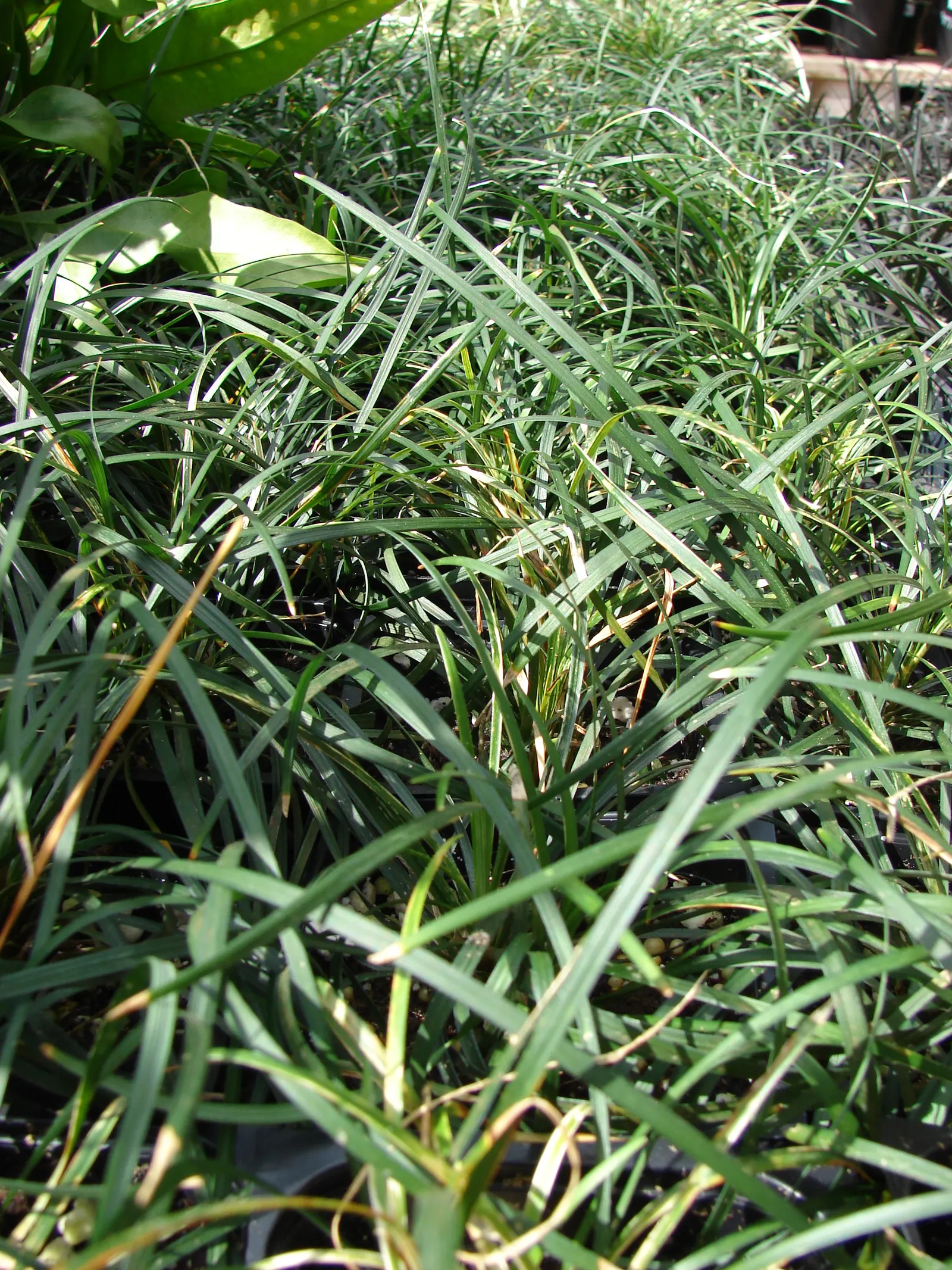 Mondo Grass, Lily Grass (Ophiopogon Japonicus) — commonly known as Mondo Grass or Lily Grass; this ornamental grass thrives in partial to full shade, image 57