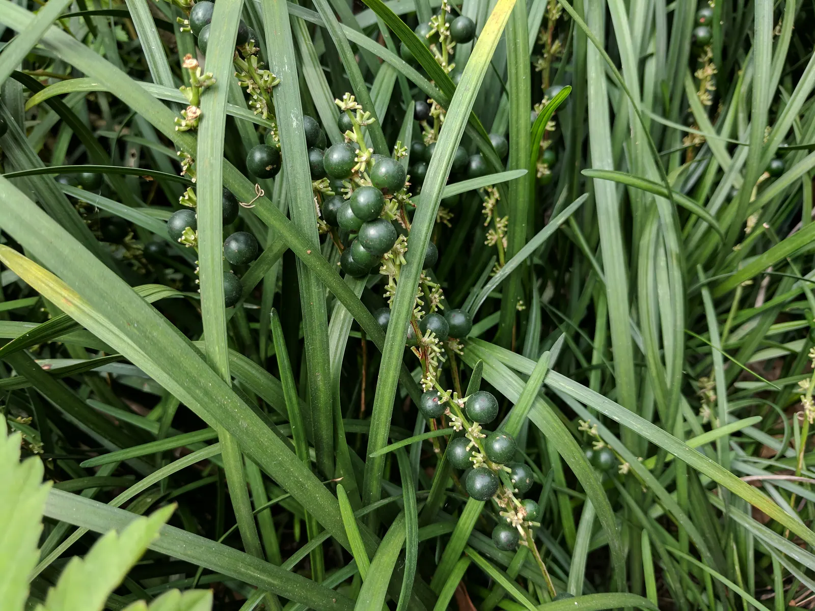 Mondo Grass, Lily Grass (Ophiopogon Japonicus) — commonly referred to as Mondo Grass or Lily Grass