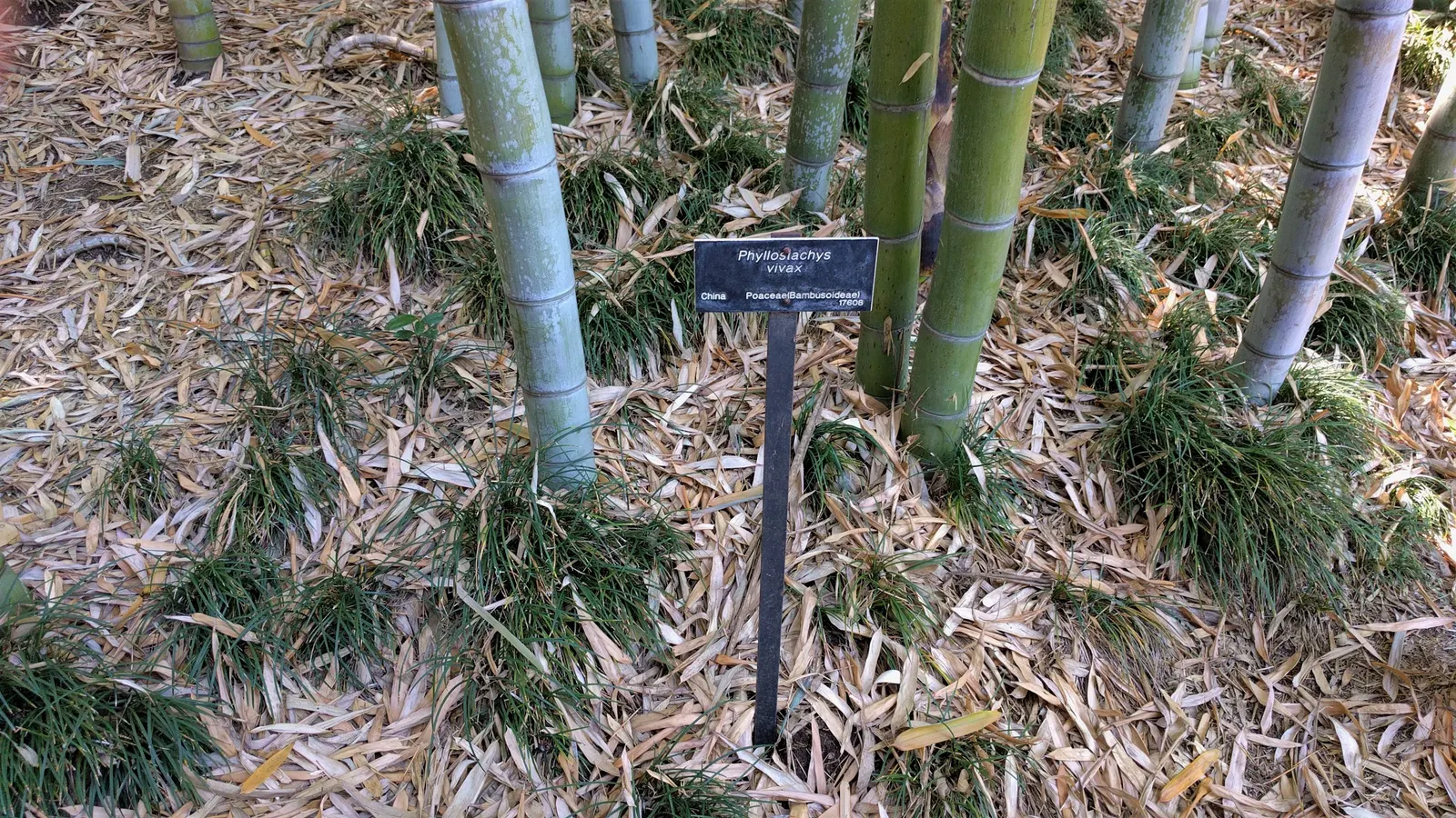 Mondo Grass, Lily Grass (Ophiopogon Japonicus) — inconspicuous lavender or white flowers