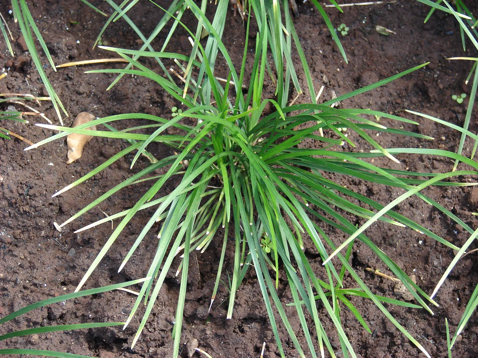 Mondo Grass, Lily Grass (Ophiopogon Japonicus) — reaching 6 to 12 inches in height