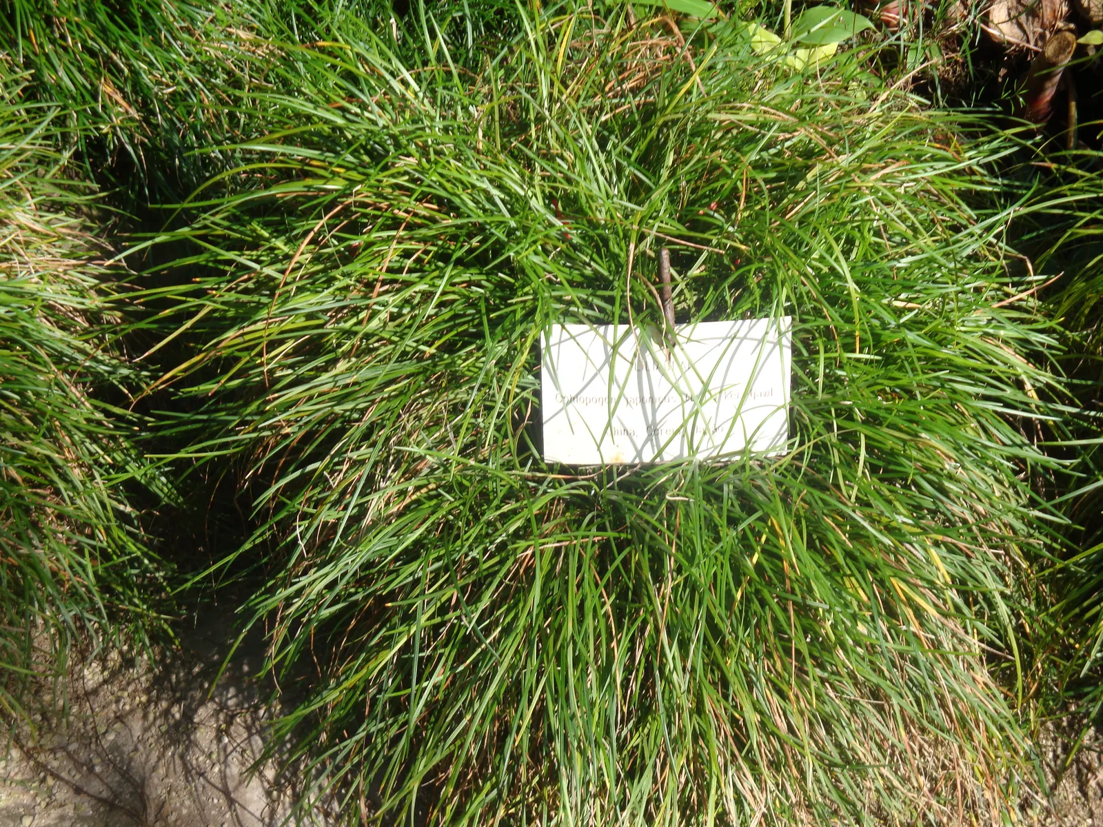Mondo Grass, Lily Grass (Ophiopogon Japonicus) — which reach a height of approximately 6 to 10 inches and a similar spread