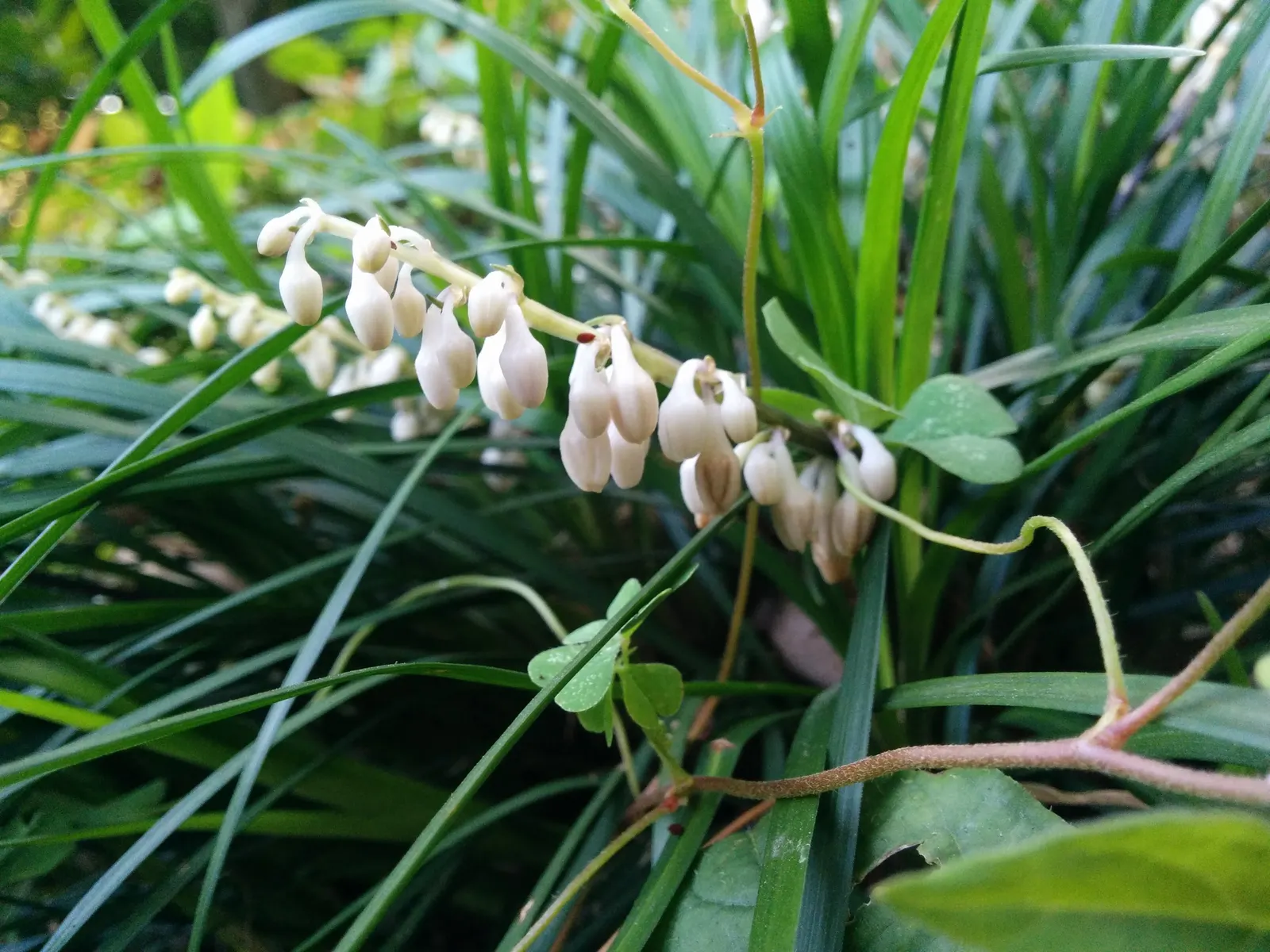 Mondo Grass, Lily Grass (Ophiopogon Japonicus) — These features add seasonal interest, though the plant is primarily sought after for its foliage; providing