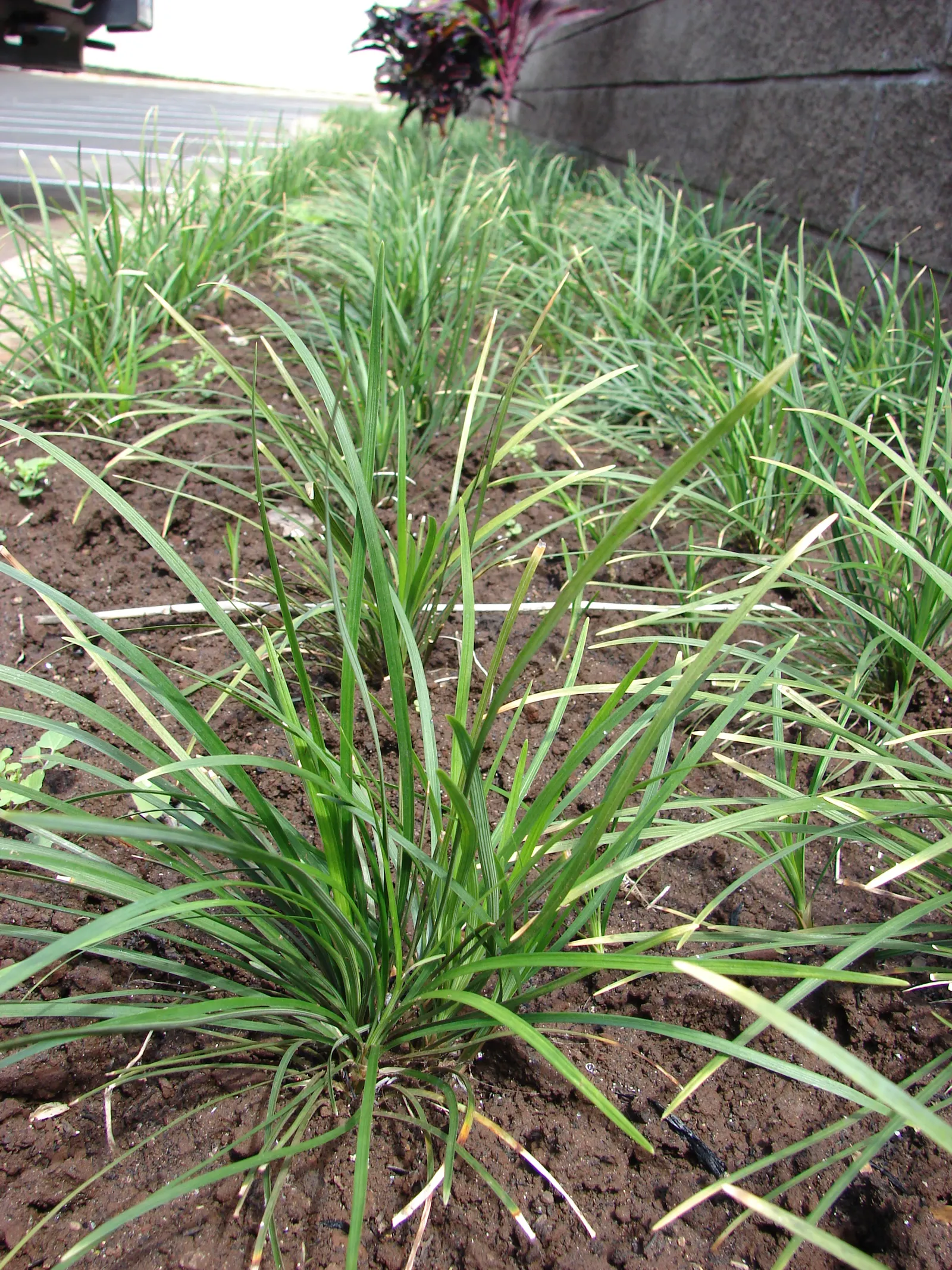 Mondo Grass, Lily Grass (Ophiopogon Japonicus) — is a versatile evergreen perennial with dense tufts of arching