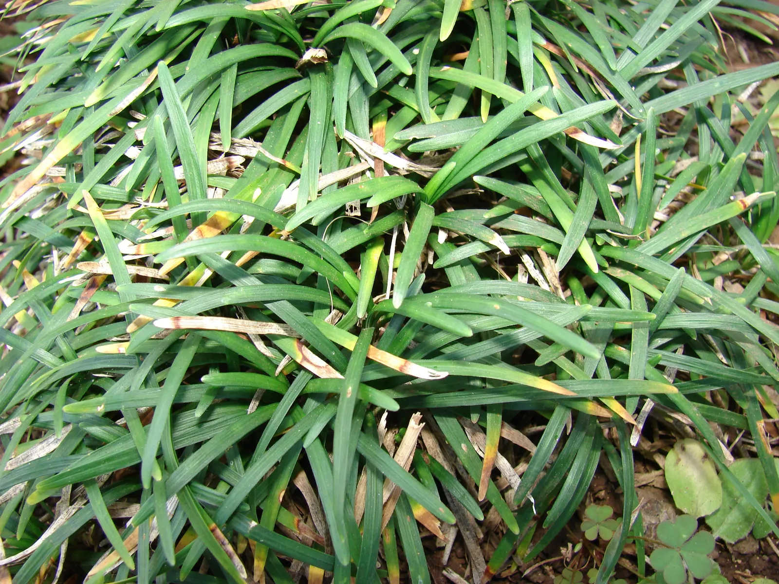 Mondo Grass, Lily Grass (Ophiopogon Japonicus) — This ornamental grass forms dense tufts of slender
