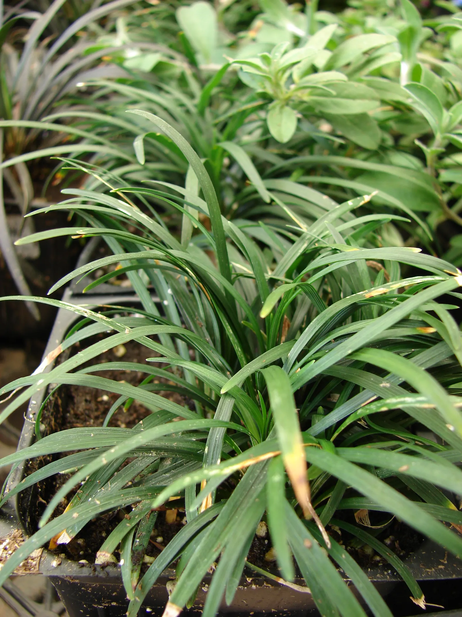 Mondo Grass, Lily Grass (Ophiopogon Japonicus) — is an evergreen perennial valued for its versatility and visual appeal in landscape design
