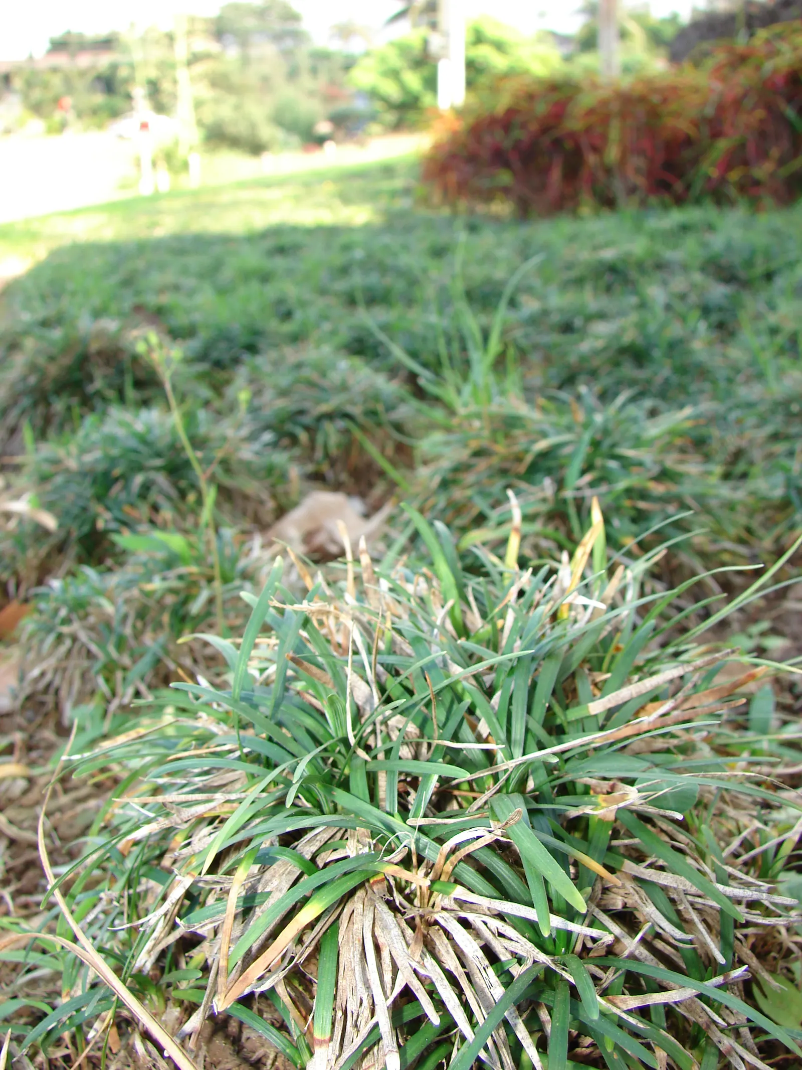 Mondo Grass, Lily Grass (Ophiopogon Japonicus) — makes it a reliable choice for both new and experienced gardeners; this ornamental grass thrives in partial to