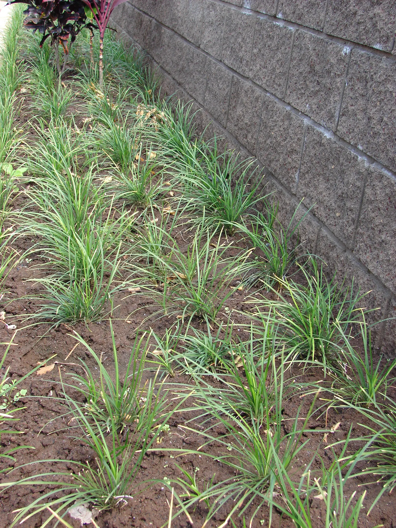 Mondo Grass, Lily Grass (Ophiopogon Japonicus) — grass / ground cover for deep shade or full or half or shade; providing textural contrast and year-round
