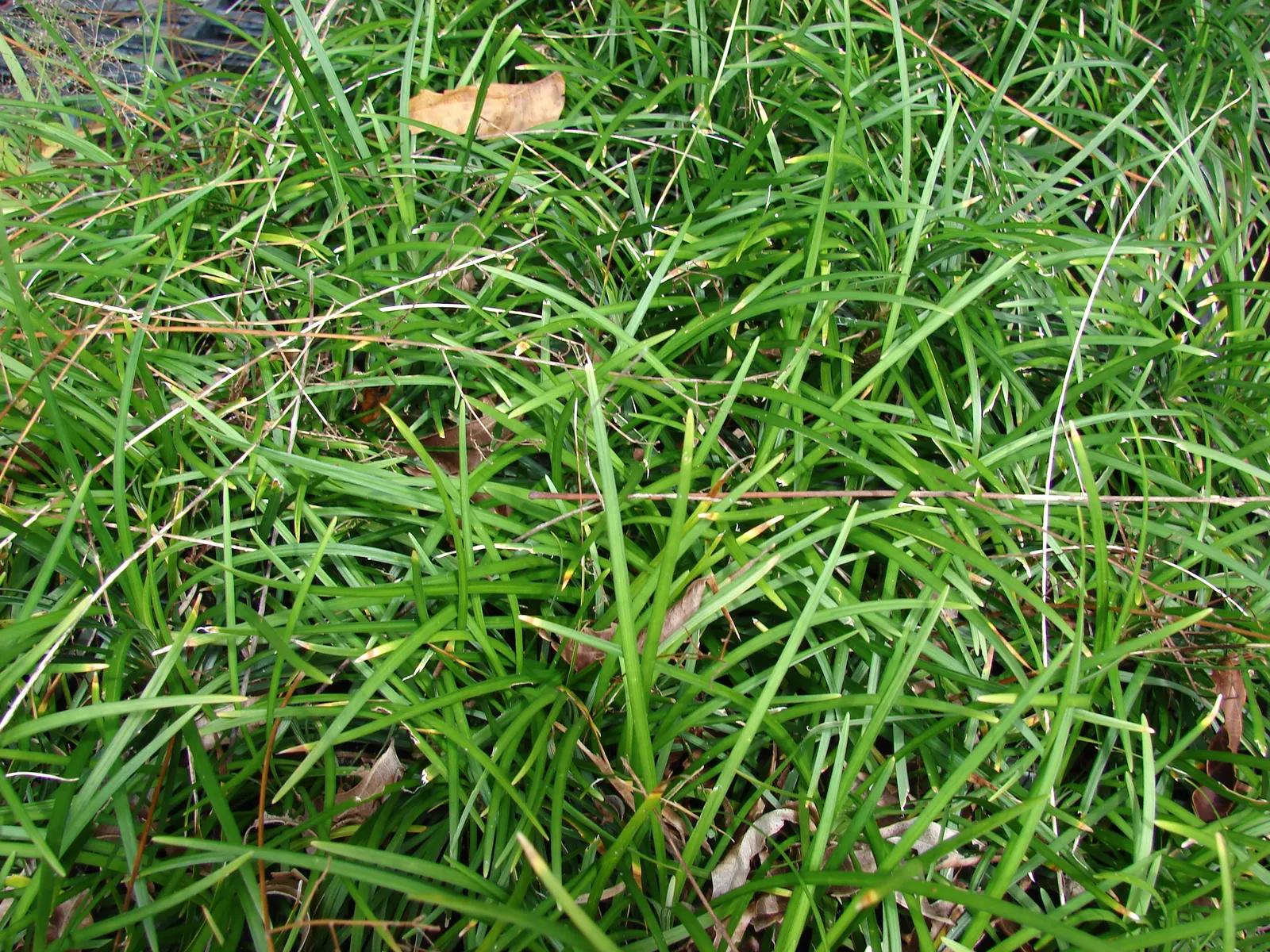 Mondo Grass, Lily Grass (Ophiopogon Japonicus) — it is excellent as a ground cover; which reach a height of approximately 6 to 10 inches and a similar spread