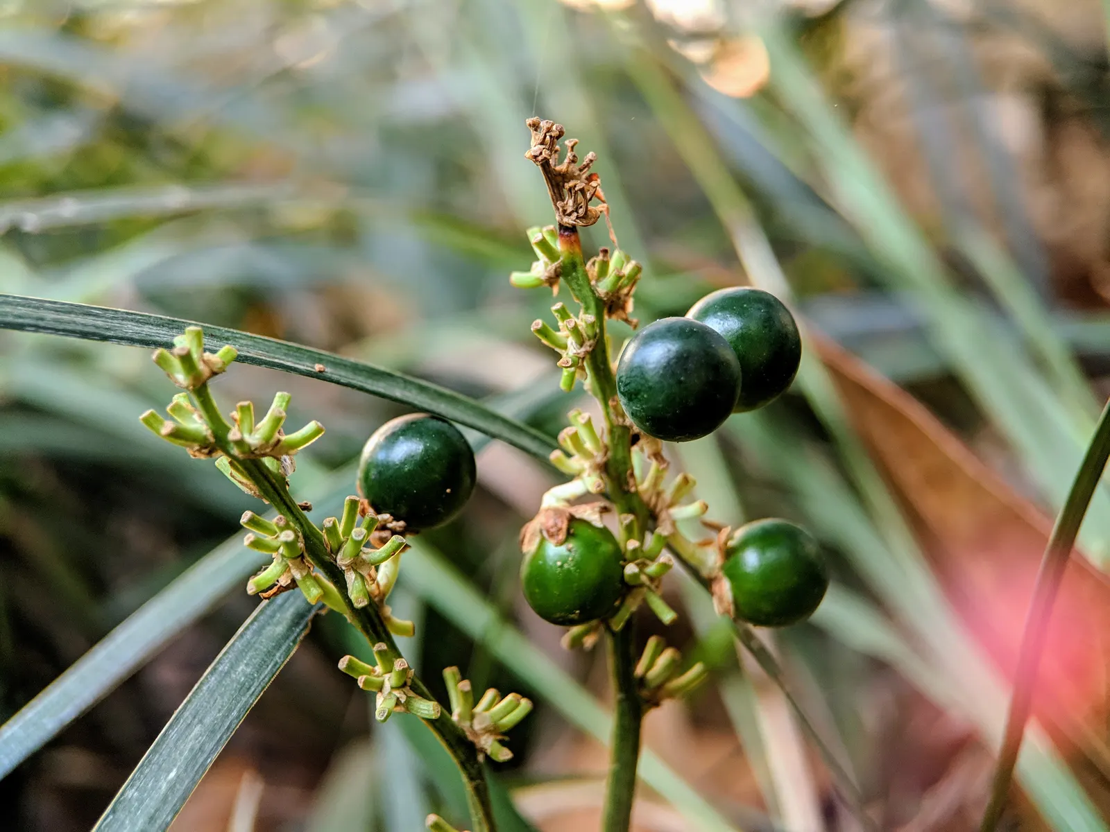 Mondo Grass, Lily Grass (Ophiopogon Japonicus) — It thrives in USDA hardiness zones 6 through 11; this ornamental grass thrives in partial to full shade