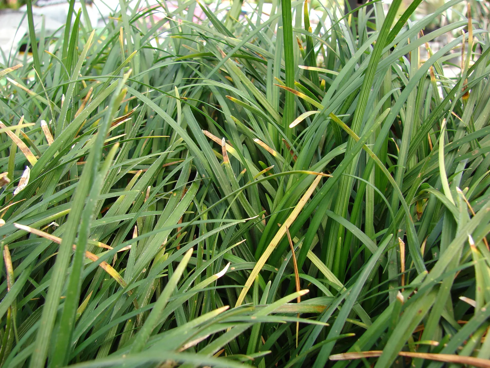 Mondo Grass, Lily Grass (Ophiopogon Japonicus) — requiring minimal trimming and being generally free of serious pests and diseases