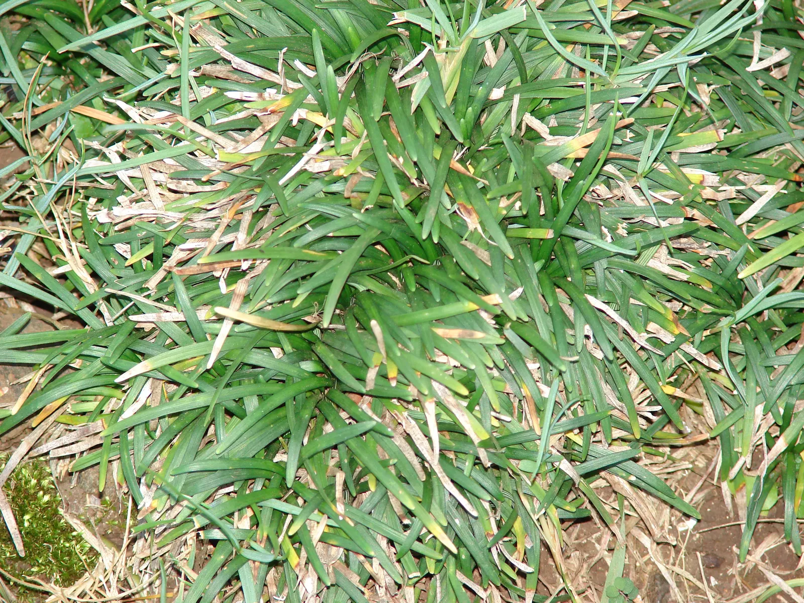 Mondo Grass, Lily Grass (Ophiopogon Japonicus) — is a versatile evergreen perennial with dense tufts of arching; which reach a height of approximately 6 to 10