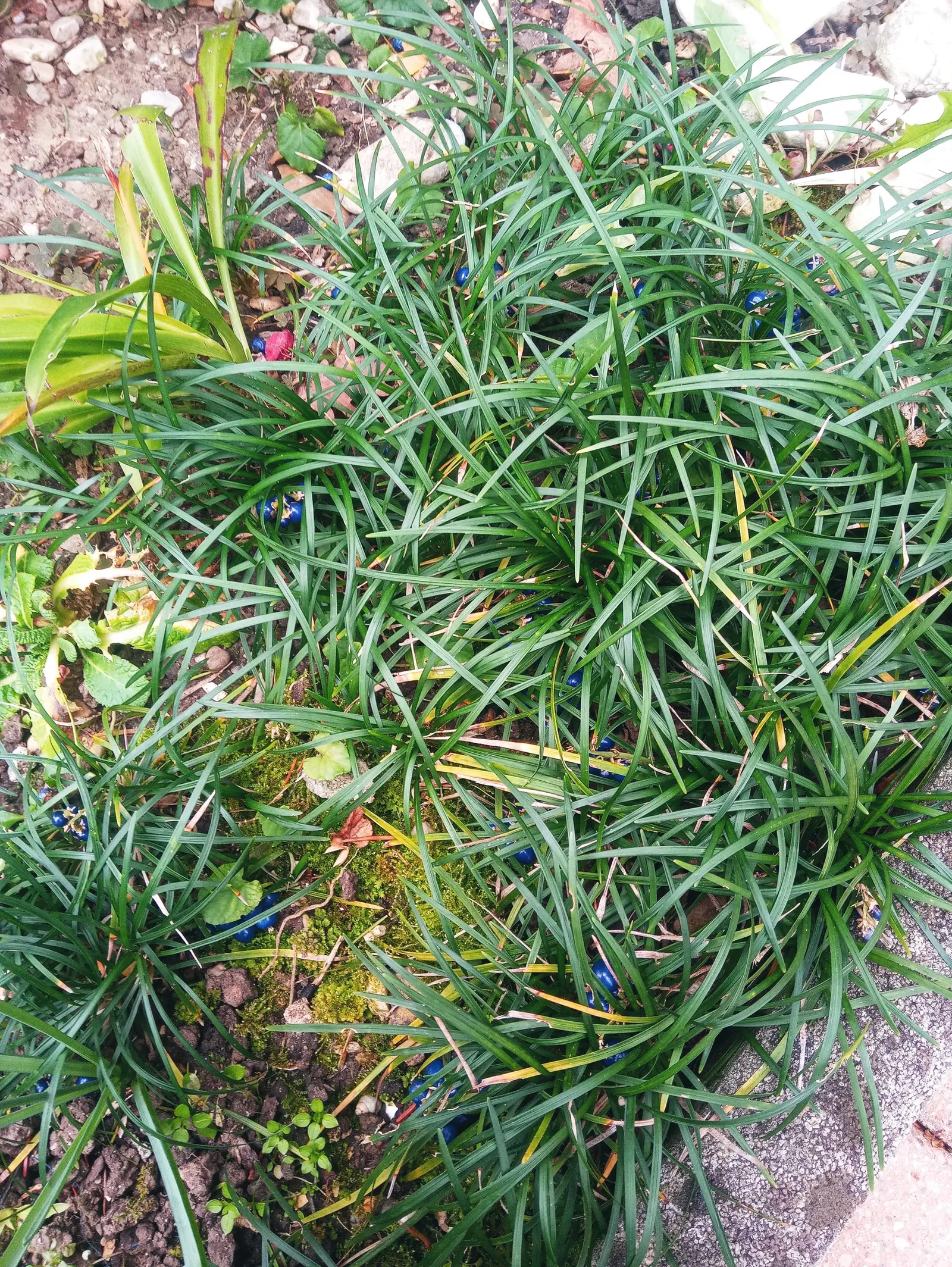 Mondo Grass, Lily Grass (Ophiopogon Japonicus) — providing a vibrant backdrop for other garden elements.<br><br>In mid to late summer
