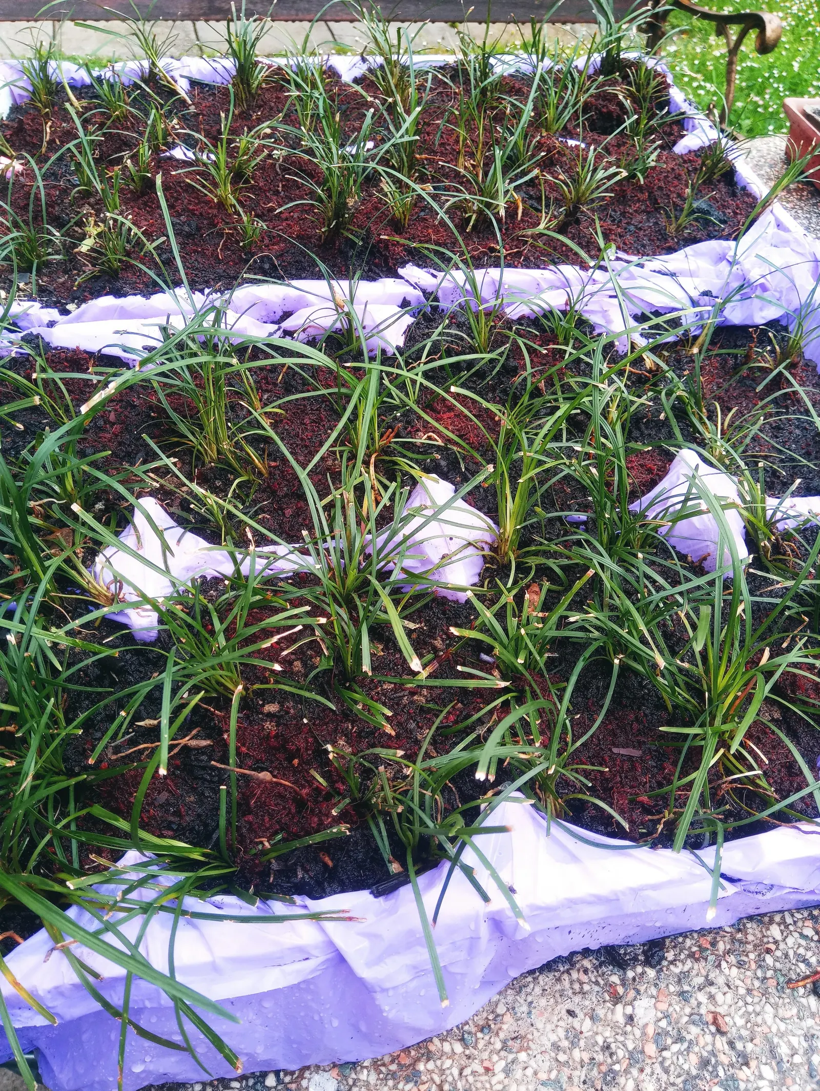 Mondo Grass, Lily Grass (Ophiopogon Japonicus) — makes it a reliable choice for both new and experienced gardeners