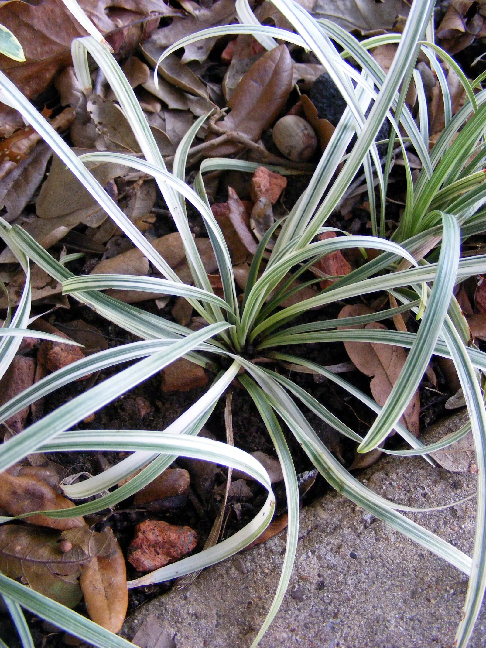Mondo Grass, Lily Grass (Ophiopogon Japonicus) — These features add seasonal interest, though the plant is primarily sought after for its foliage
