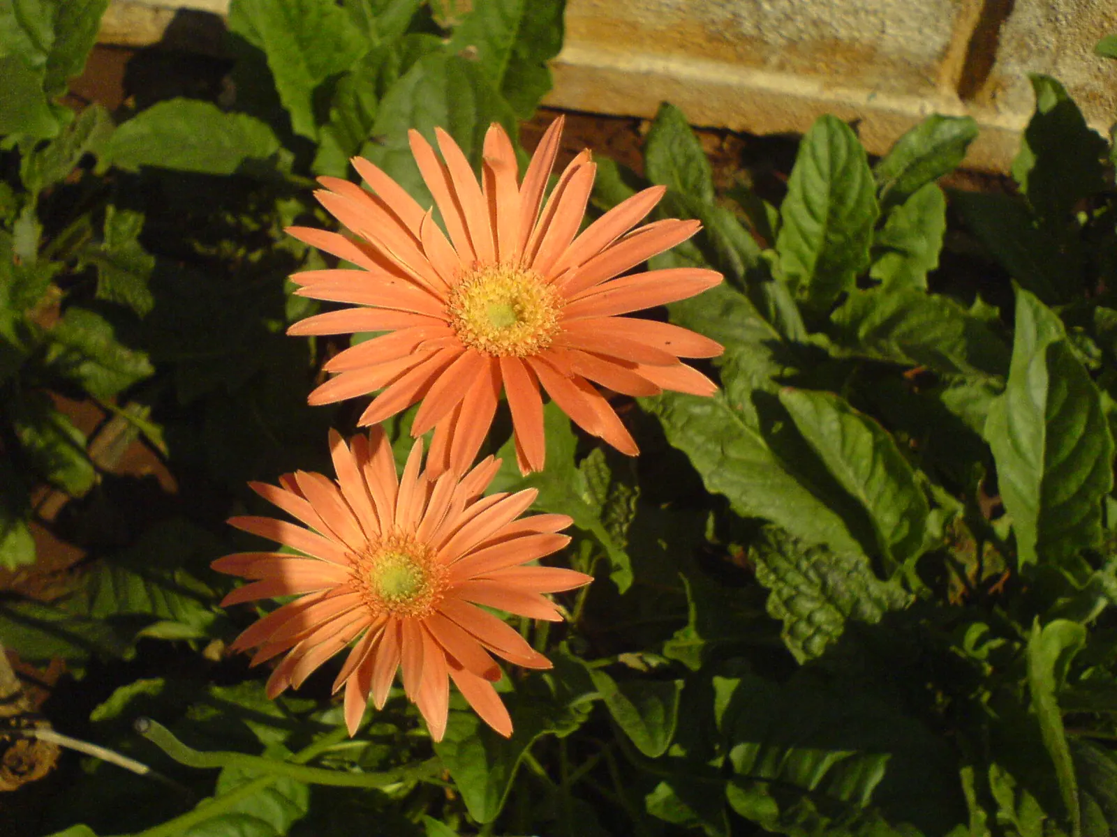 Gerbera,Transvaal Daisy (Gerbera Jamesonii) — perennial with red blooms; finding its way into diverse garden designs