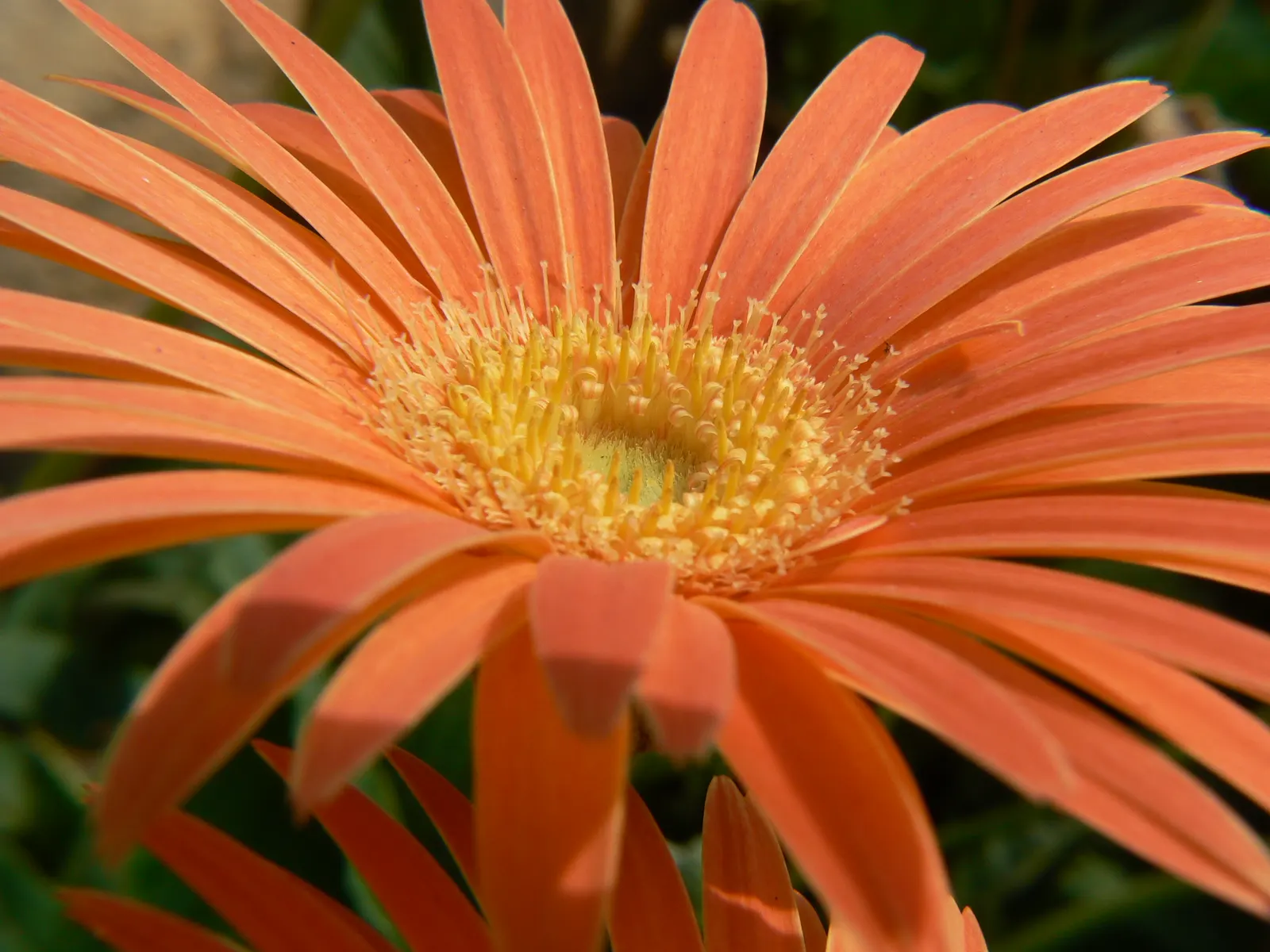 Gerbera,Transvaal Daisy (Gerbera Jamesonii) — Its foliage is rich and lush