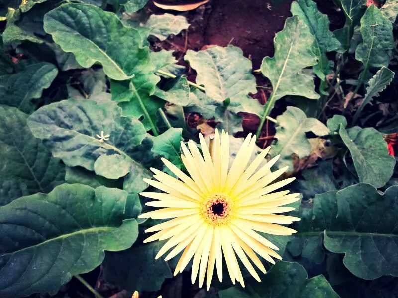 Gerbera,Transvaal Daisy (Gerbera Jamesonii) — this stunning plant has captivated garden enthusiasts worldwide; perennial for full or half, image 49