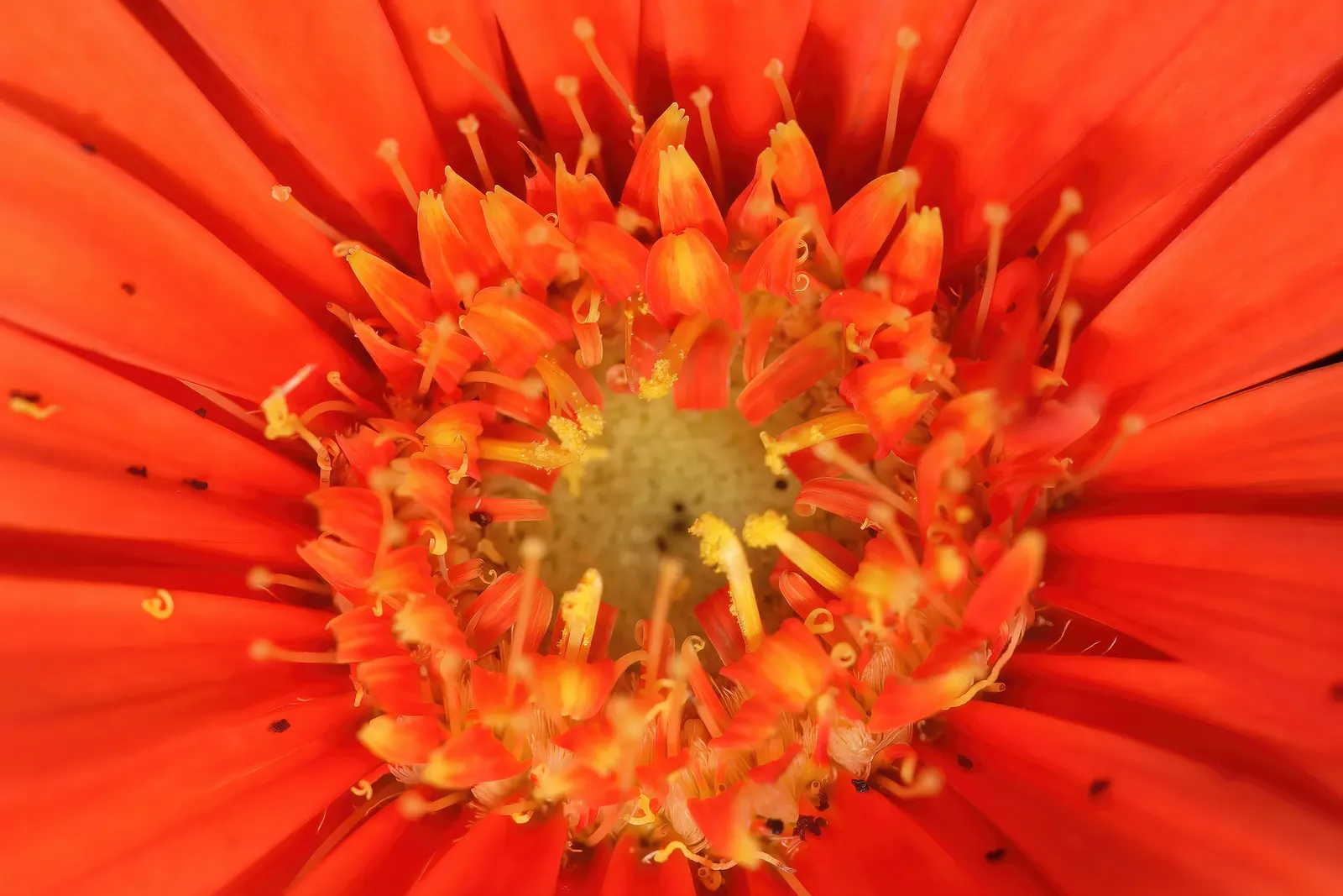 Gerbera,Transvaal Daisy (Gerbera Jamesonii) — commonly known as the Transvaal Daisy