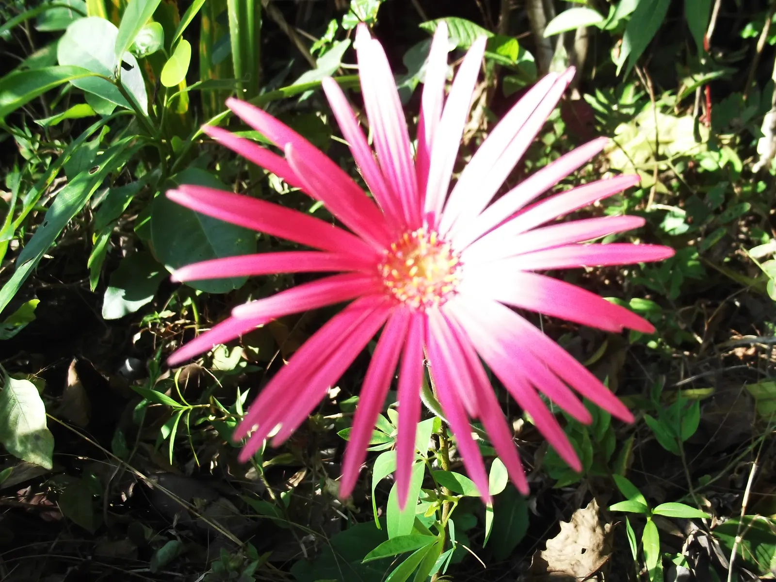 Gerbera,Transvaal Daisy (Gerbera Jamesonii) — Hailing from South Africa