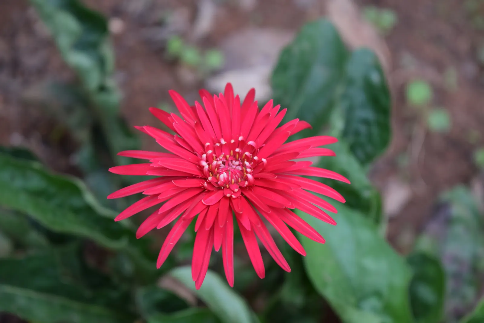 Gerbera,Transvaal Daisy (Gerbera Jamesonii) — Its striking flowers and lush, lance-shaped leaves add a splash of color to any garden bed or container; and