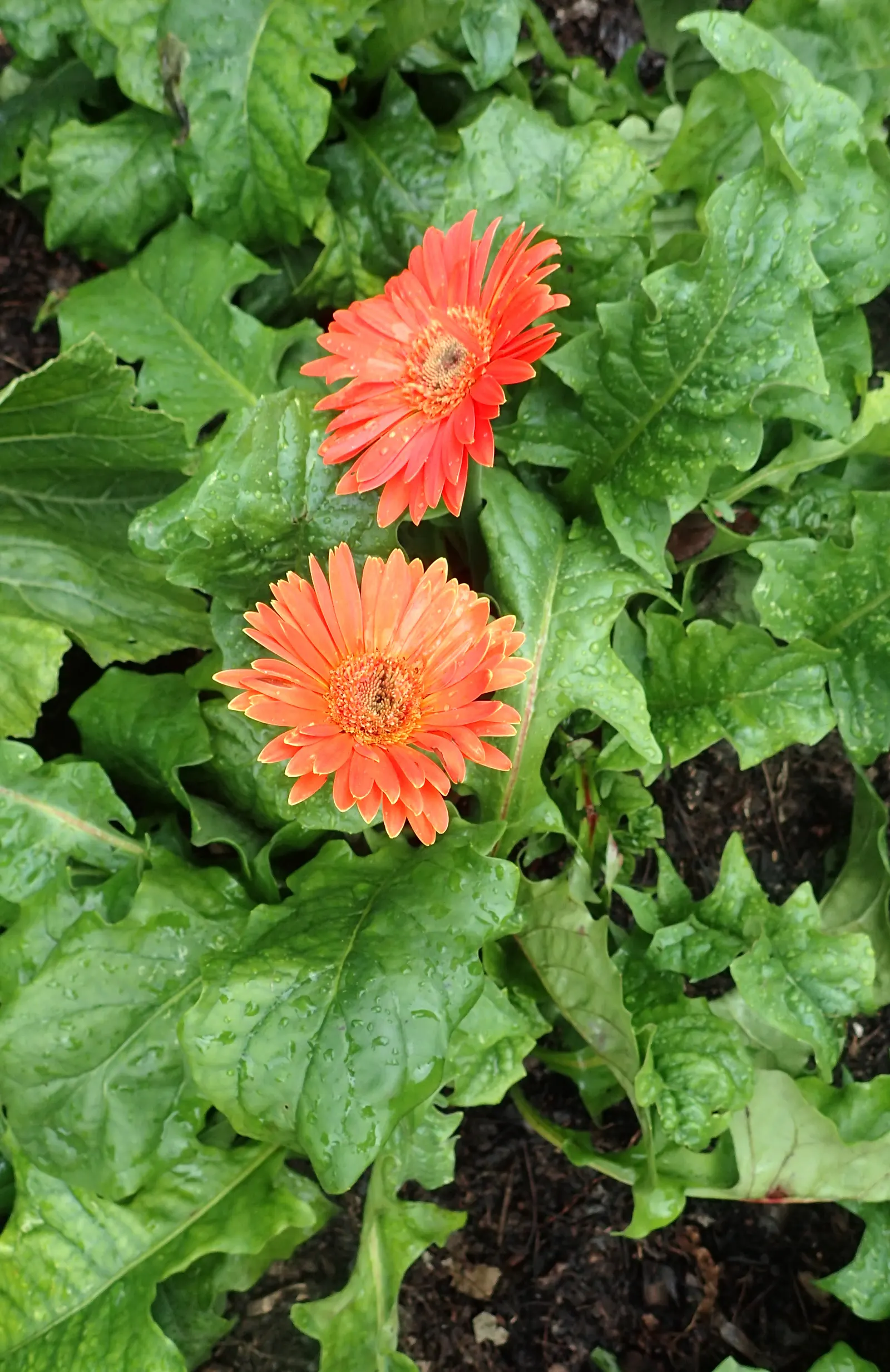 Gerbera,Transvaal Daisy (Gerbera Jamesonii) — Its striking flowers and lush, lance-shaped leaves add a splash of color to any garden bed or, image 45