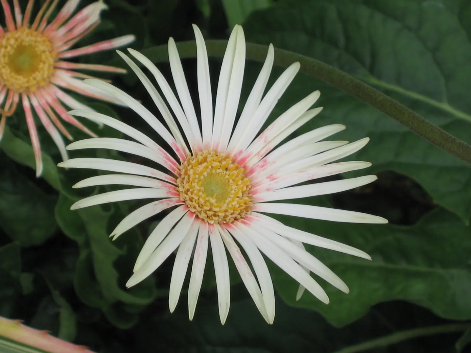 Gerbera,Transvaal Daisy (Gerbera Jamesonii) — Its striking flowers and lush, lance-shaped leaves add a splash of color to any garden bed or container