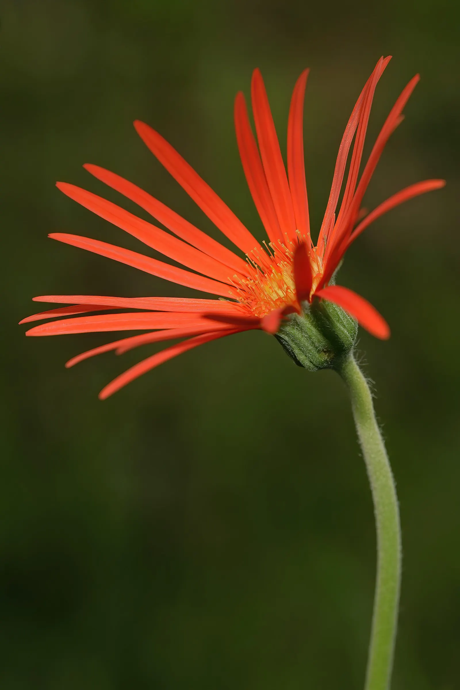 Gerbera,Transvaal Daisy (Gerbera Jamesonii) — commonly known as the Transvaal Daisy or Gerbera Daisy; perennial with red blooms