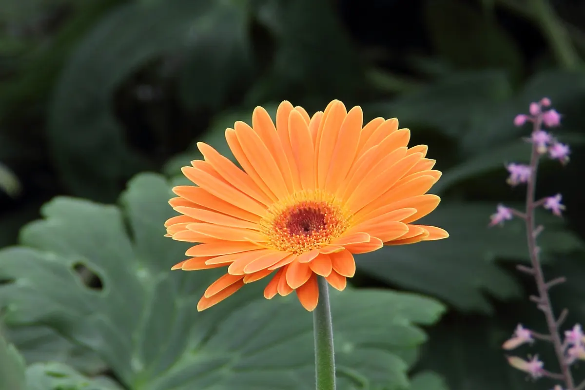 Gerbera,Transvaal Daisy (Gerbera Jamesonii) — This perennial favours full sun and well-drained soil, reaching heights of 10-18 inches with a, image 24
