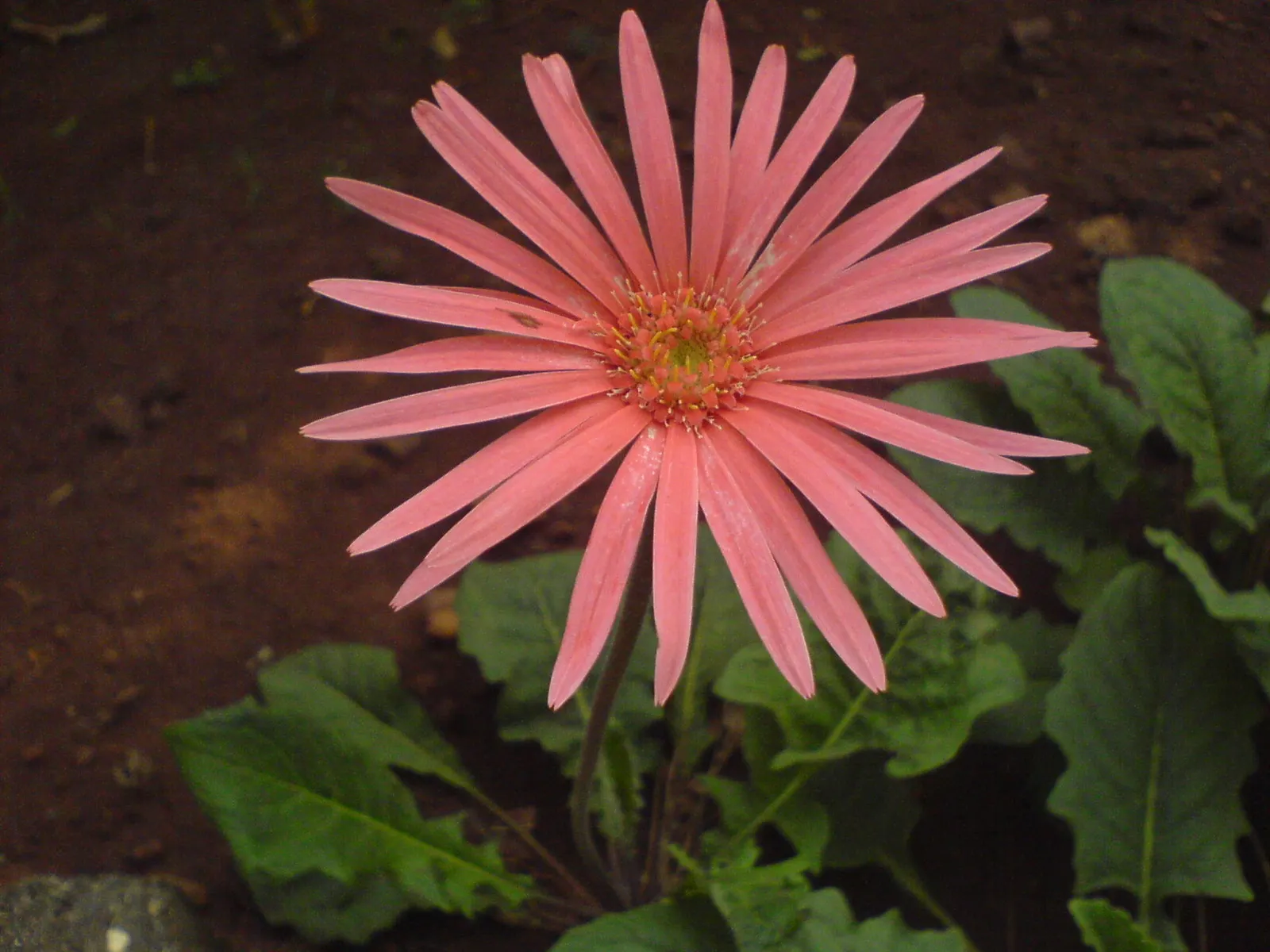 Gerbera,Transvaal Daisy (Gerbera Jamesonii) — the Gerbera jamesonii can be tailored to suit any color scheme within your landscape design