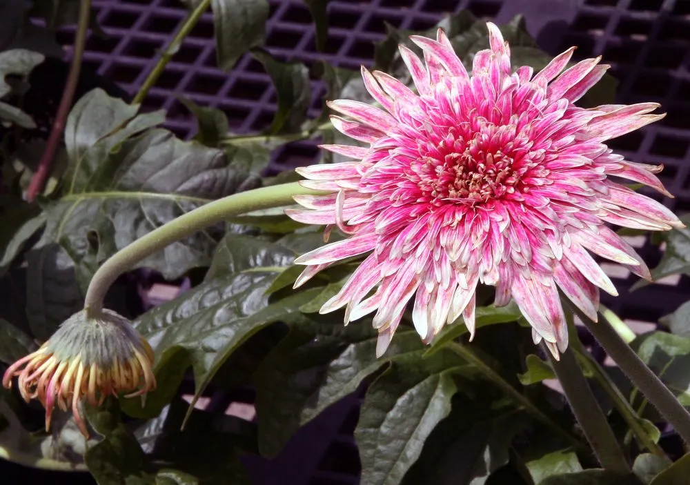 Gerbera,Transvaal Daisy (Gerbera Jamesonii) — spanning up to 5 inches in diameter; the Gerbera lends itself to striking borders, image 42