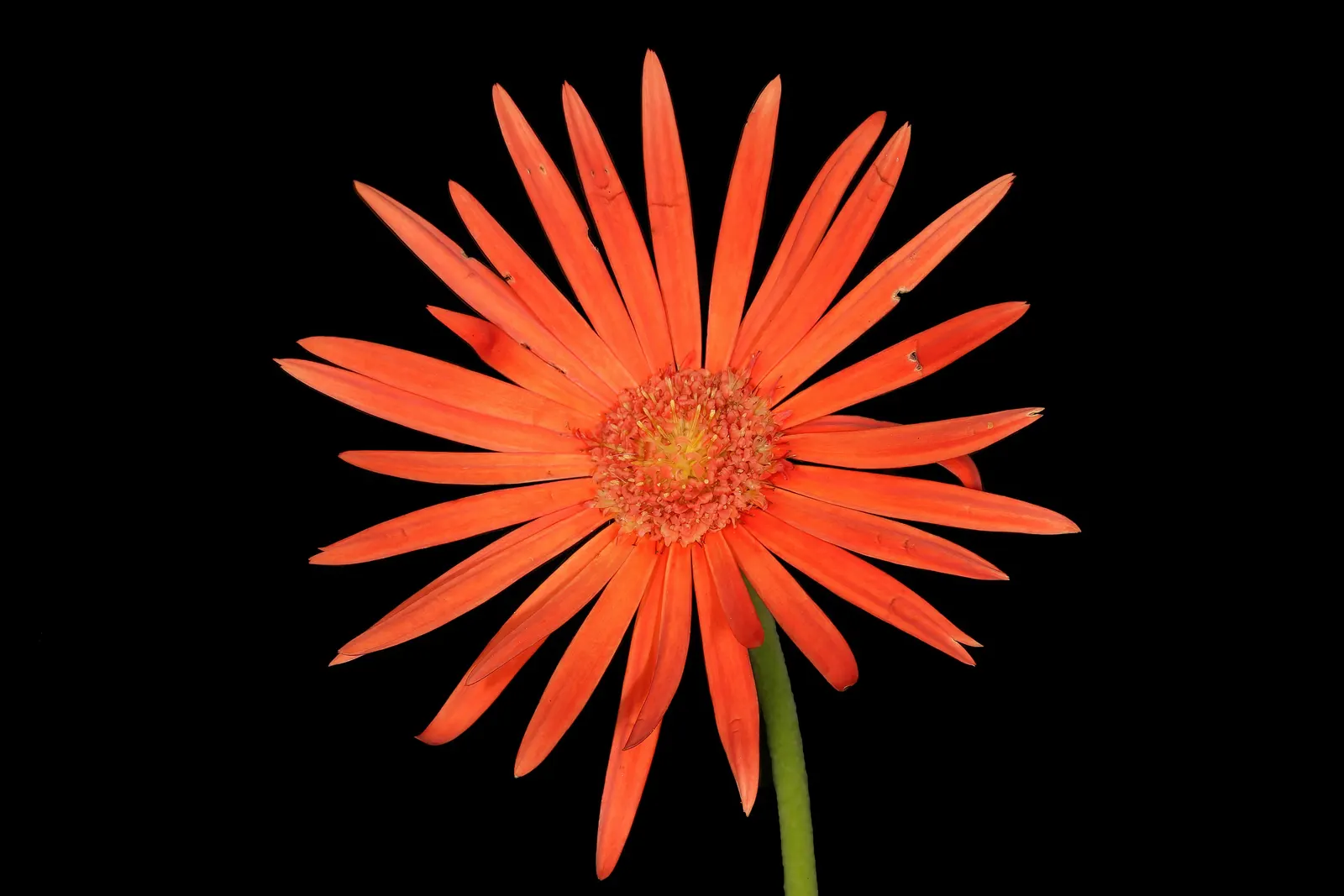 Gerbera,Transvaal Daisy (Gerbera Jamesonii) — This perennial favours full sun and well-drained soil, reaching heights of 10-18 inches with a, image 64