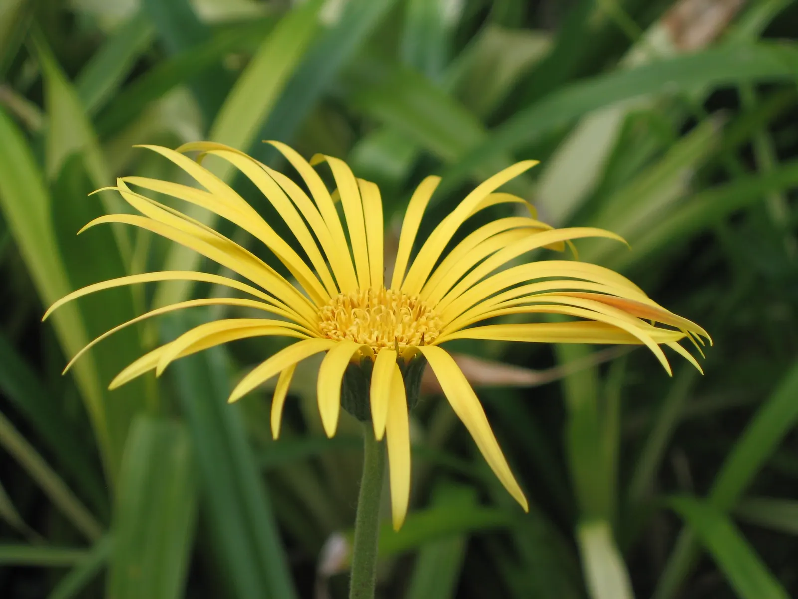 Gerbera,Transvaal Daisy (Gerbera Jamesonii) — Hailing from South Africa; its foliage is rich and lush, image 48