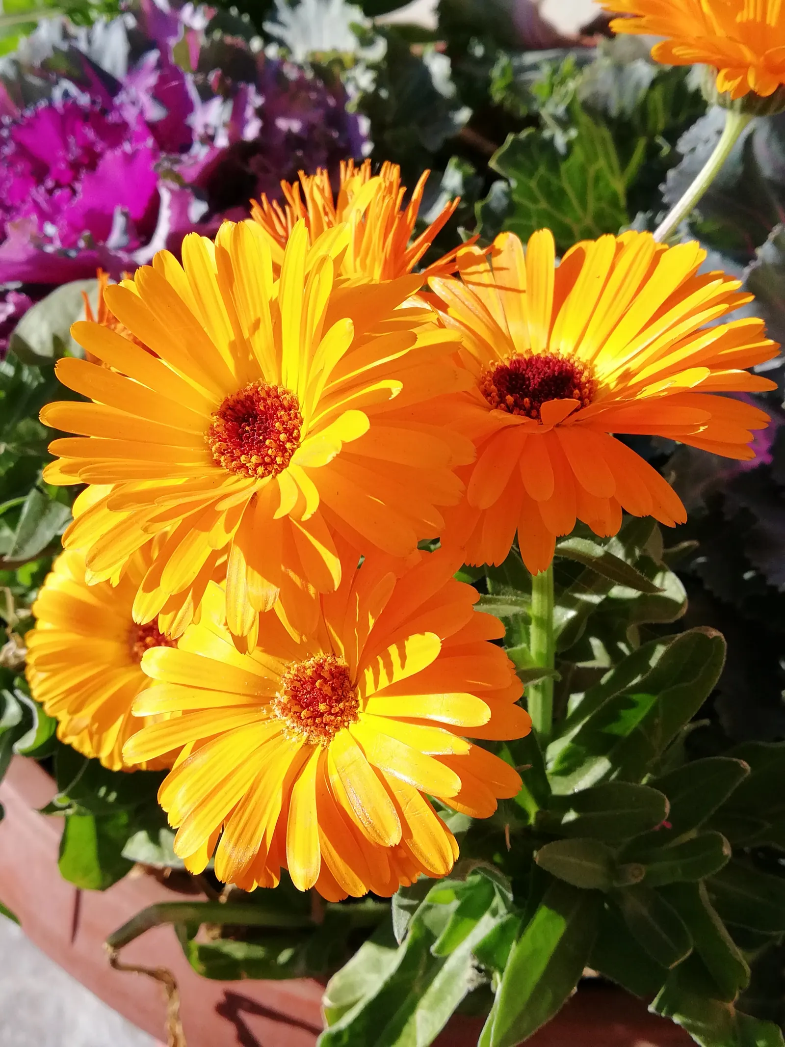 Gerbera,Transvaal Daisy (Gerbera Jamesonii) — It features an array of color options, from white to deep red