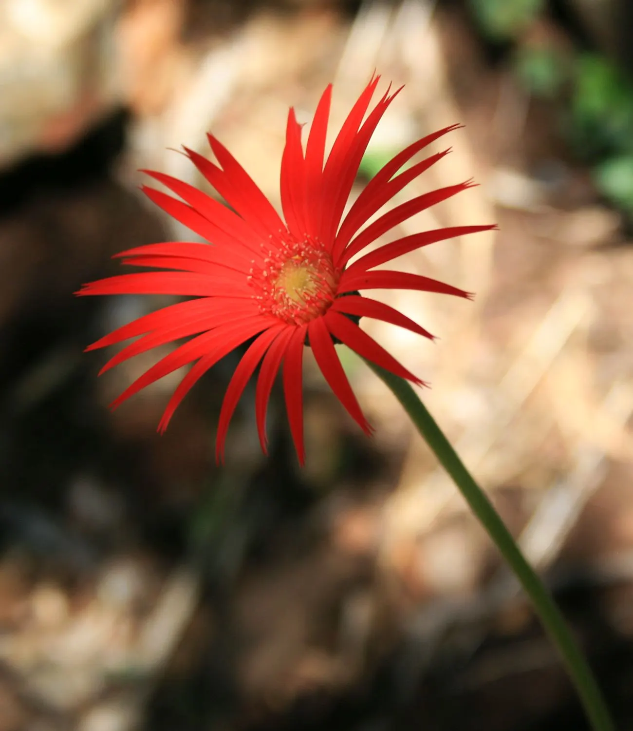 Gerbera,Transvaal Daisy (Gerbera Jamesonii) — and focal points within garden beds; commonly known as the Transvaal Daisy, image 52