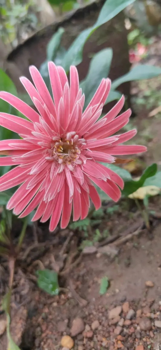 Gerbera,Transvaal Daisy (Gerbera Jamesonii) — the Gerbera lends itself to striking borders; amending the soil with organic compost will increase, image 51