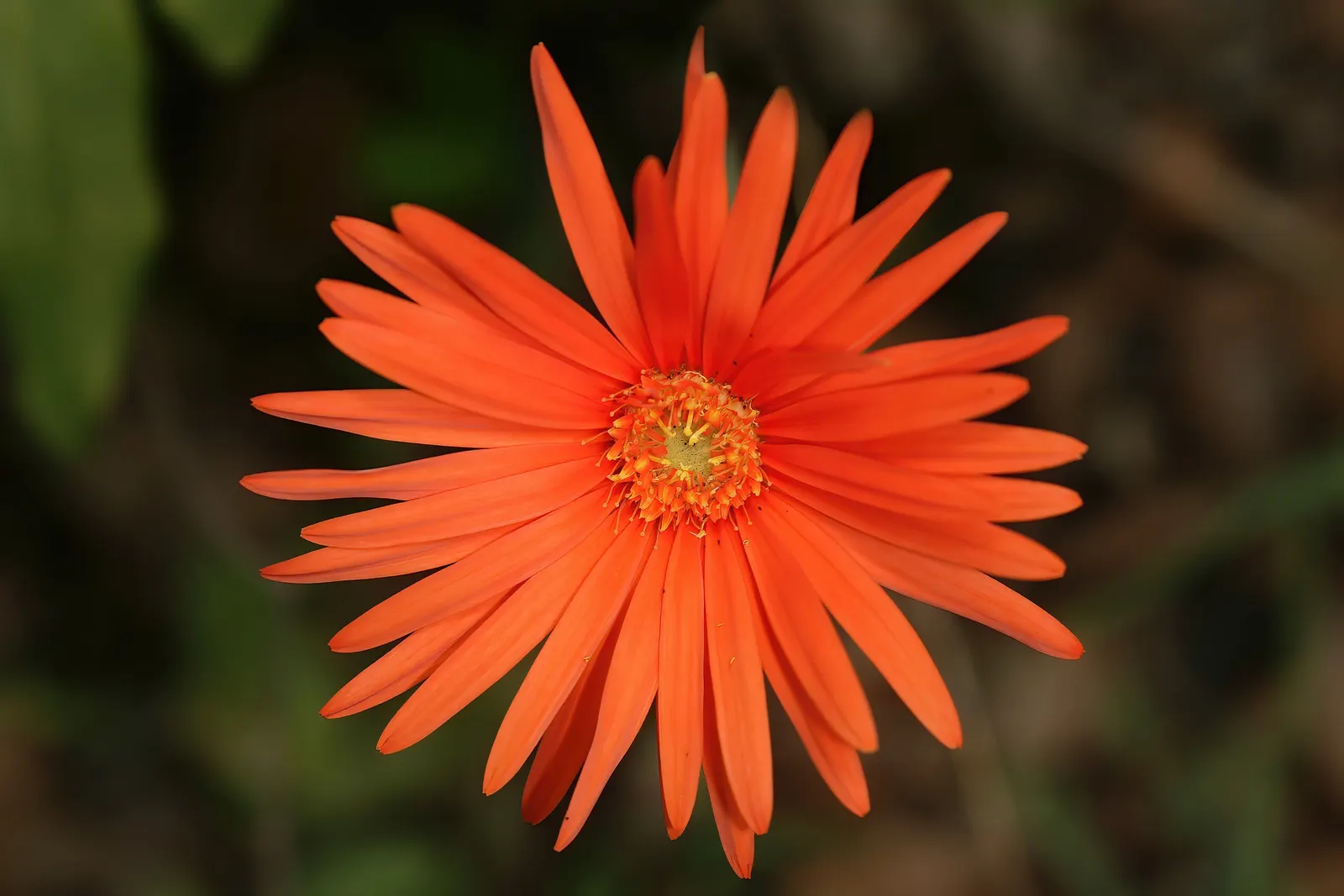 Gerbera,Transvaal Daisy (Gerbera Jamesonii) — Its foliage is rich and lush; hailing from South Africa