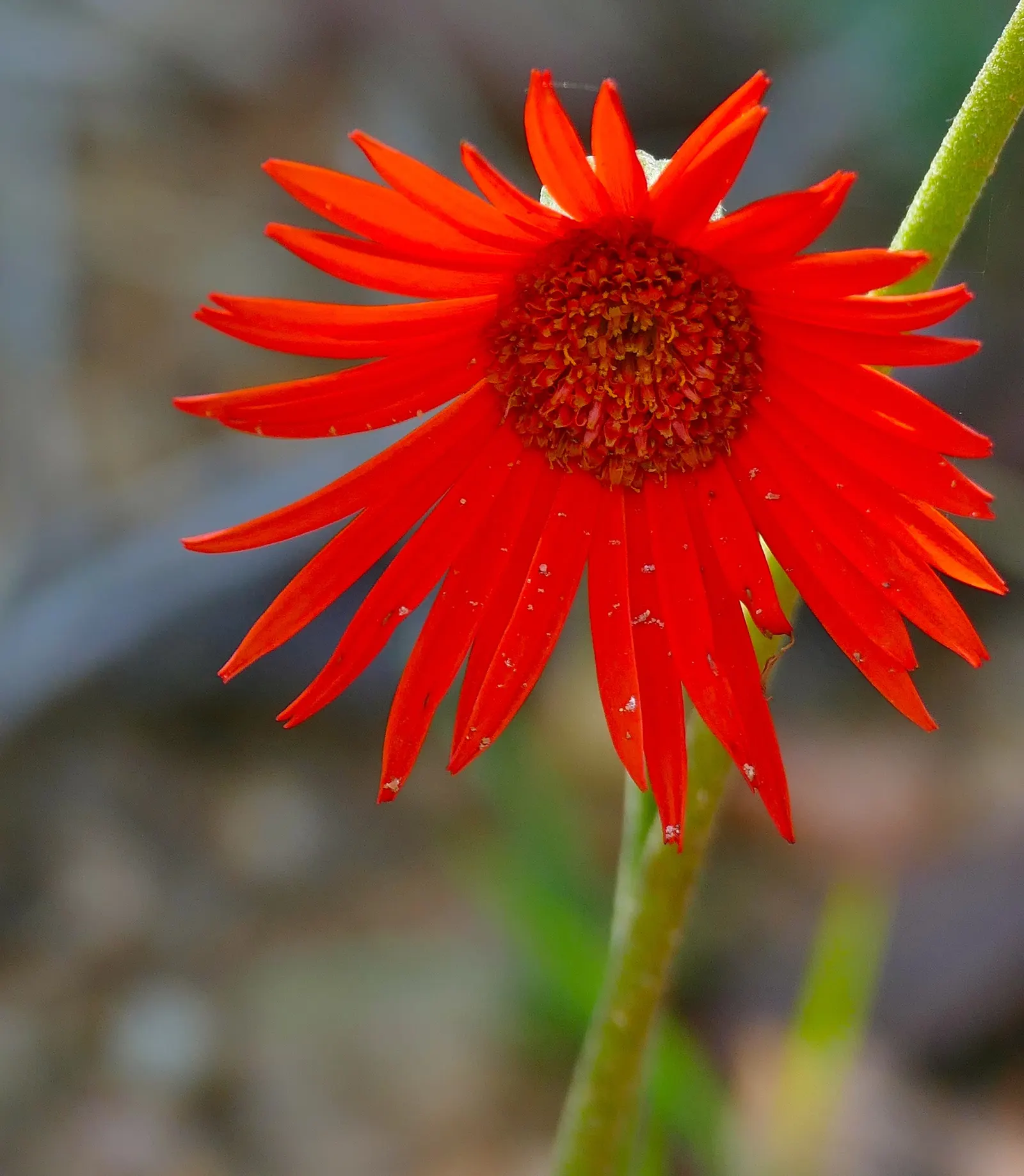 Gerbera,Transvaal Daisy (Gerbera Jamesonii) — finding its way into diverse garden designs