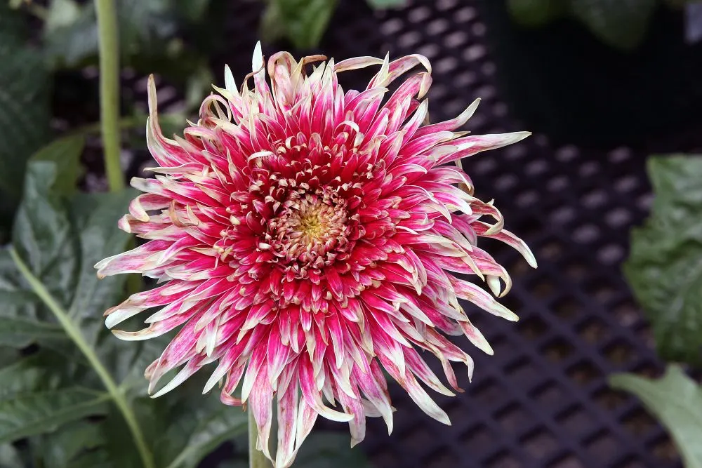 Gerbera,Transvaal Daisy (Gerbera Jamesonii) — Blooming from early summer through fall; spanning up to 5 inches in diameter, image 55