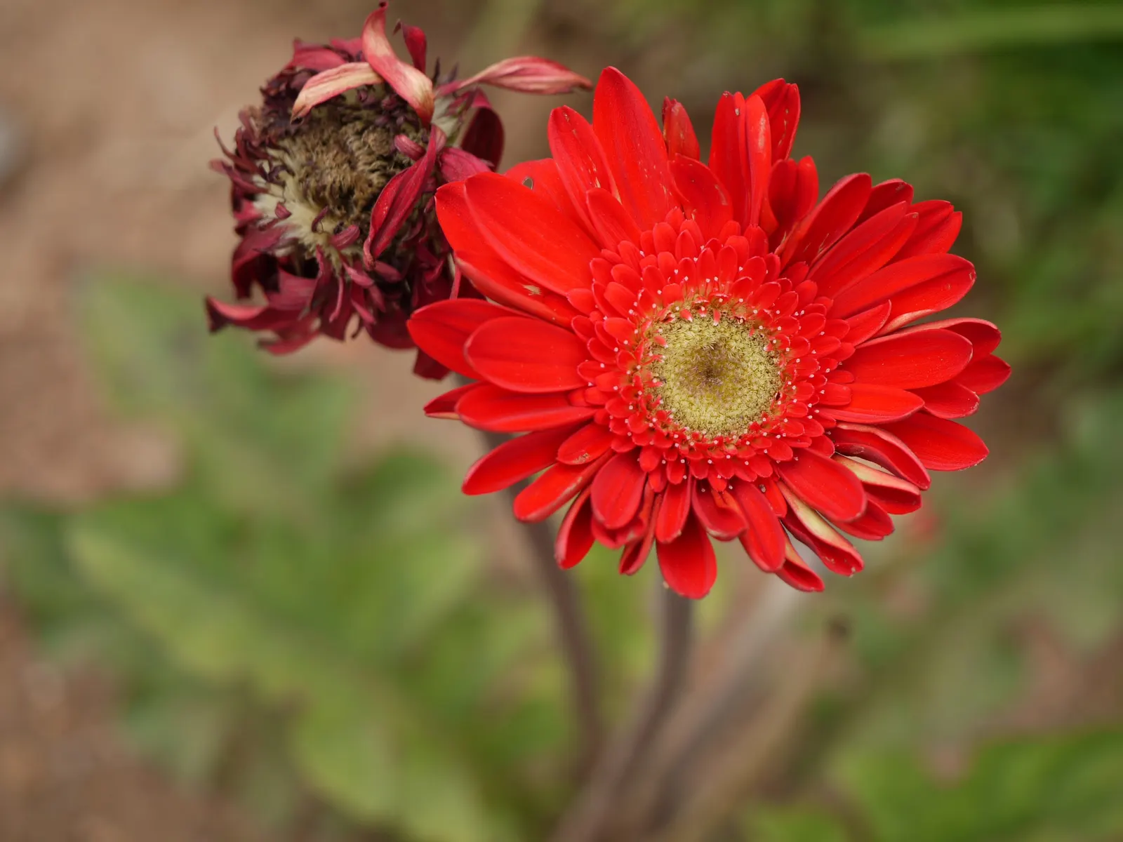 Gerbera,Transvaal Daisy (Gerbera Jamesonii) — perennial for full or half; the Gerbera jamesonii can be tailored to suit any color scheme within your landscape