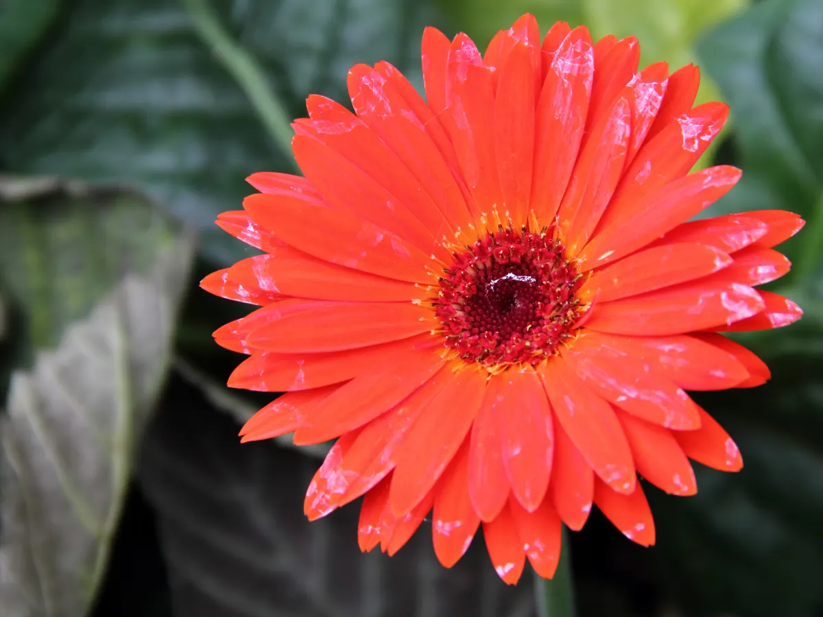 Gerbera,Transvaal Daisy (Gerbera Jamesonii) — commonly known as the Transvaal Daisy or Gerbera Daisy; perennial with red blooms, image 66