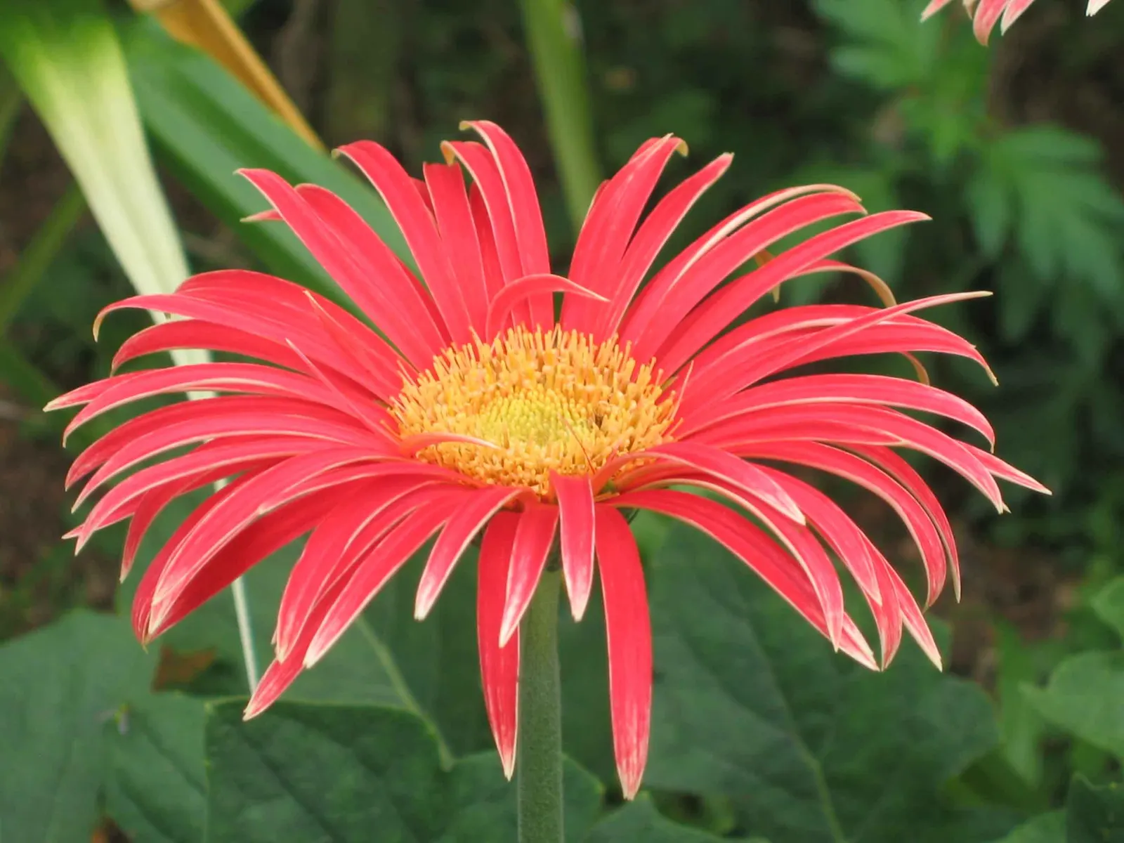 Gerbera,Transvaal Daisy (Gerbera Jamesonii) — commonly known as the Transvaal Daisy; this perennial favours full sun and well-drained soil, reaching heights of