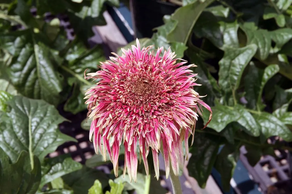 Gerbera,Transvaal Daisy (Gerbera Jamesonii) — perennial for full or half