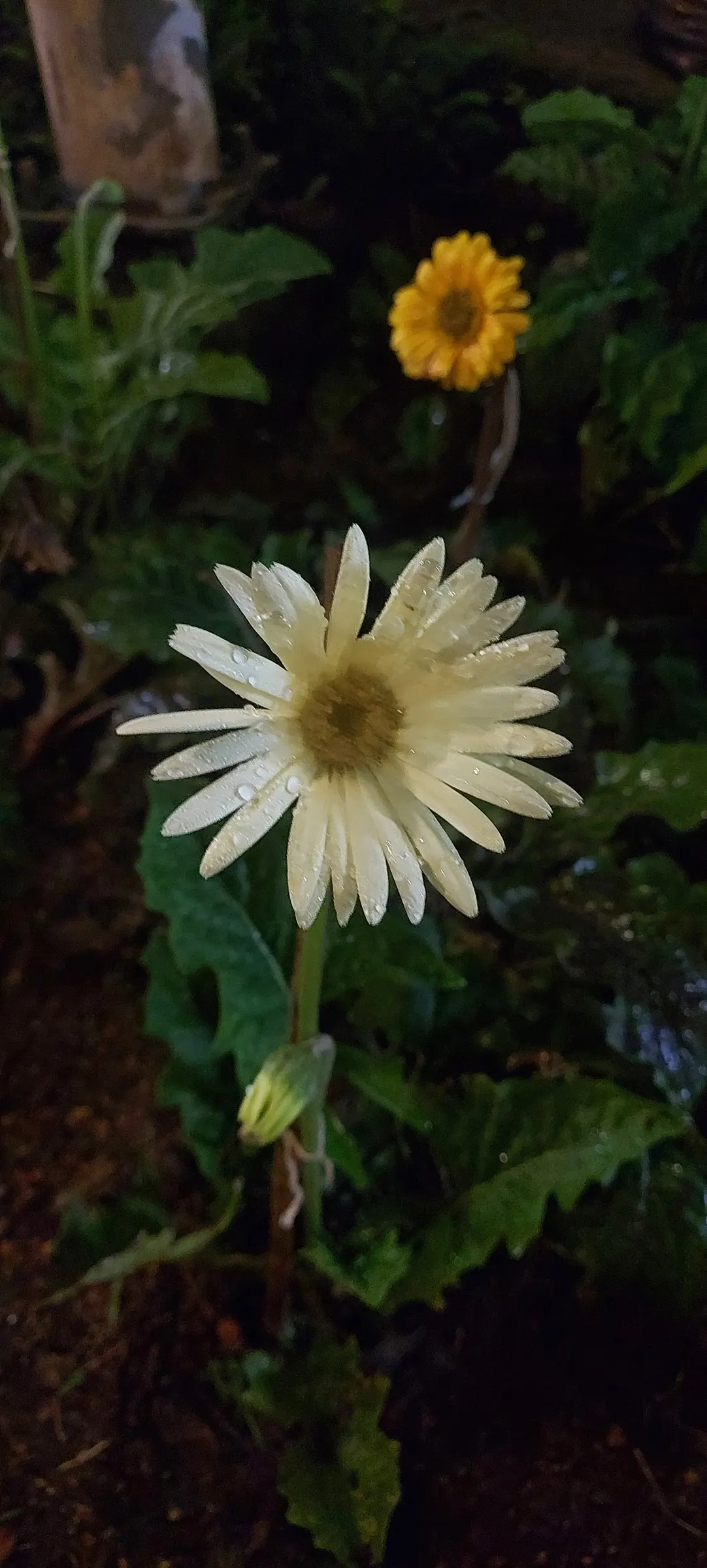 Gerbera,Transvaal Daisy (Gerbera Jamesonii) — showy blooms and impressive color range; commonly known as the Transvaal Daisy or Gerbera Daisy, image 67