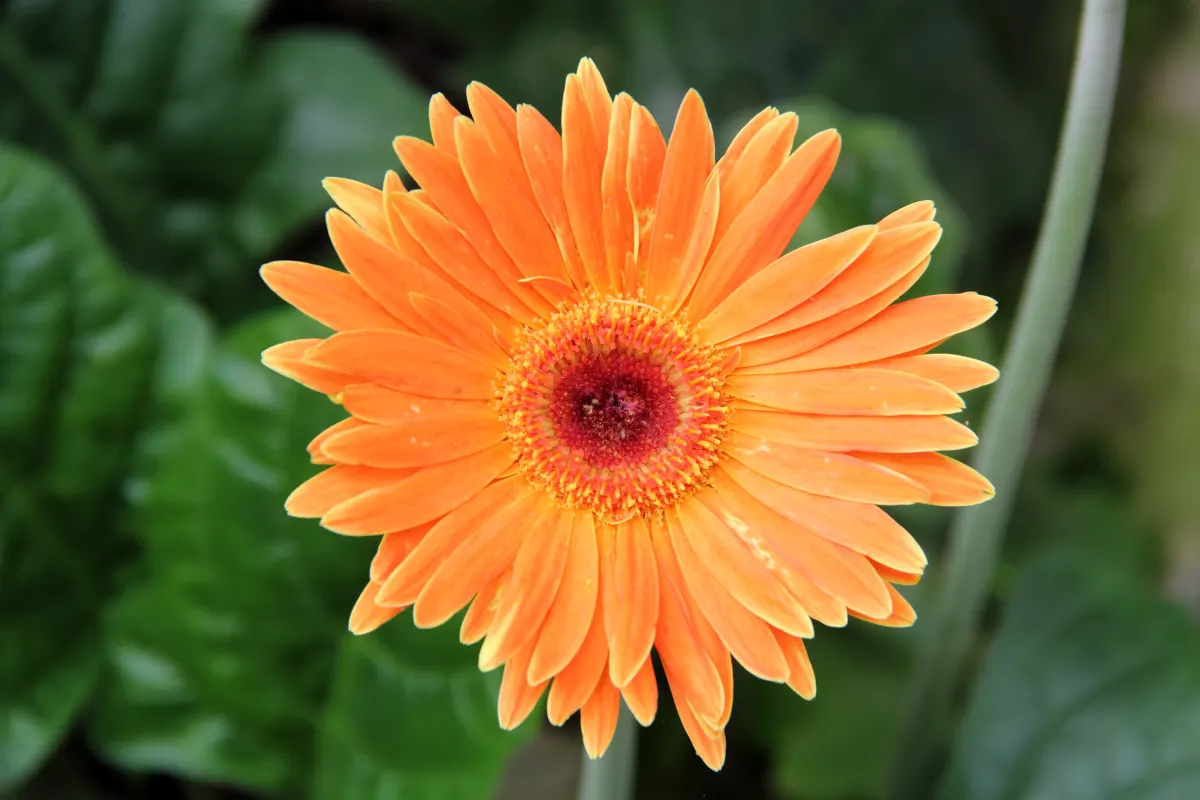 Gerbera,Transvaal Daisy (Gerbera Jamesonii) — this stunning plant has captivated garden enthusiasts worldwide; perennial for full or half