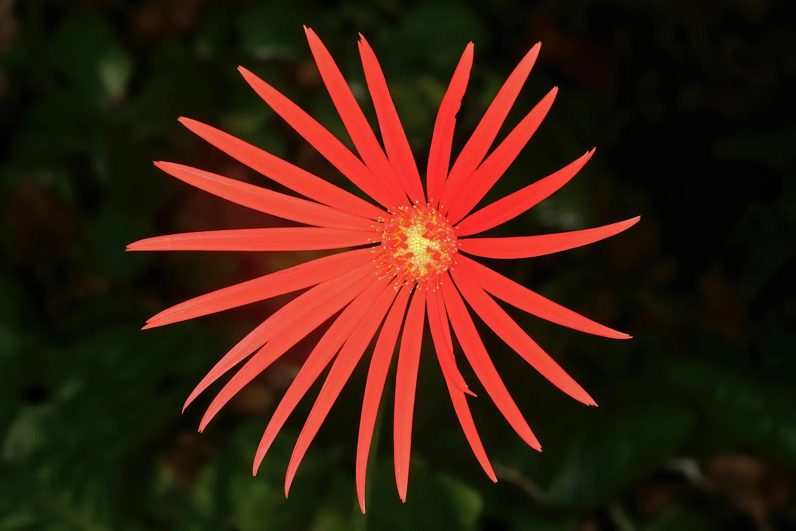 Gerbera,Transvaal Daisy (Gerbera Jamesonii) — the Gerbera lends itself to striking borders