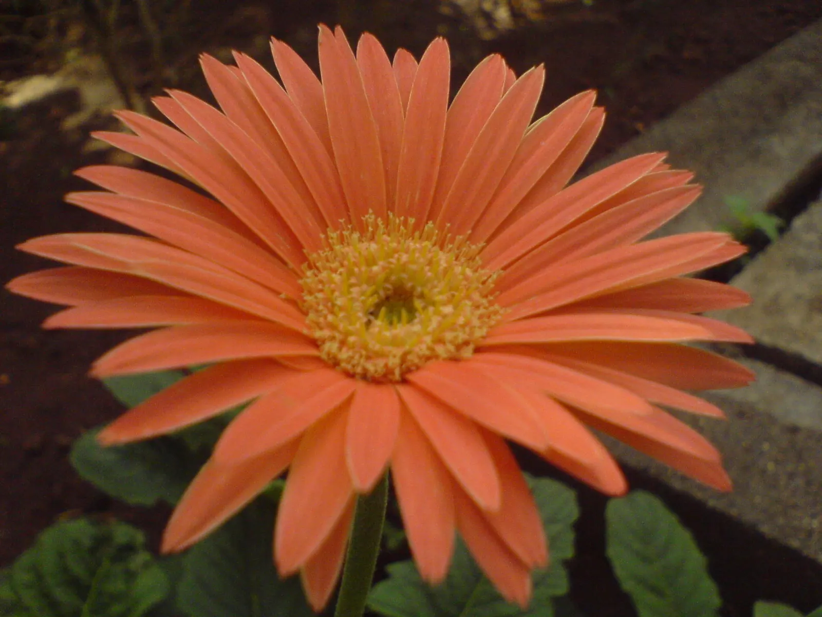 Gerbera,Transvaal Daisy (Gerbera Jamesonii) — Amending the soil with organic compost will increase fertility and boost floral performance; blooming, image 54