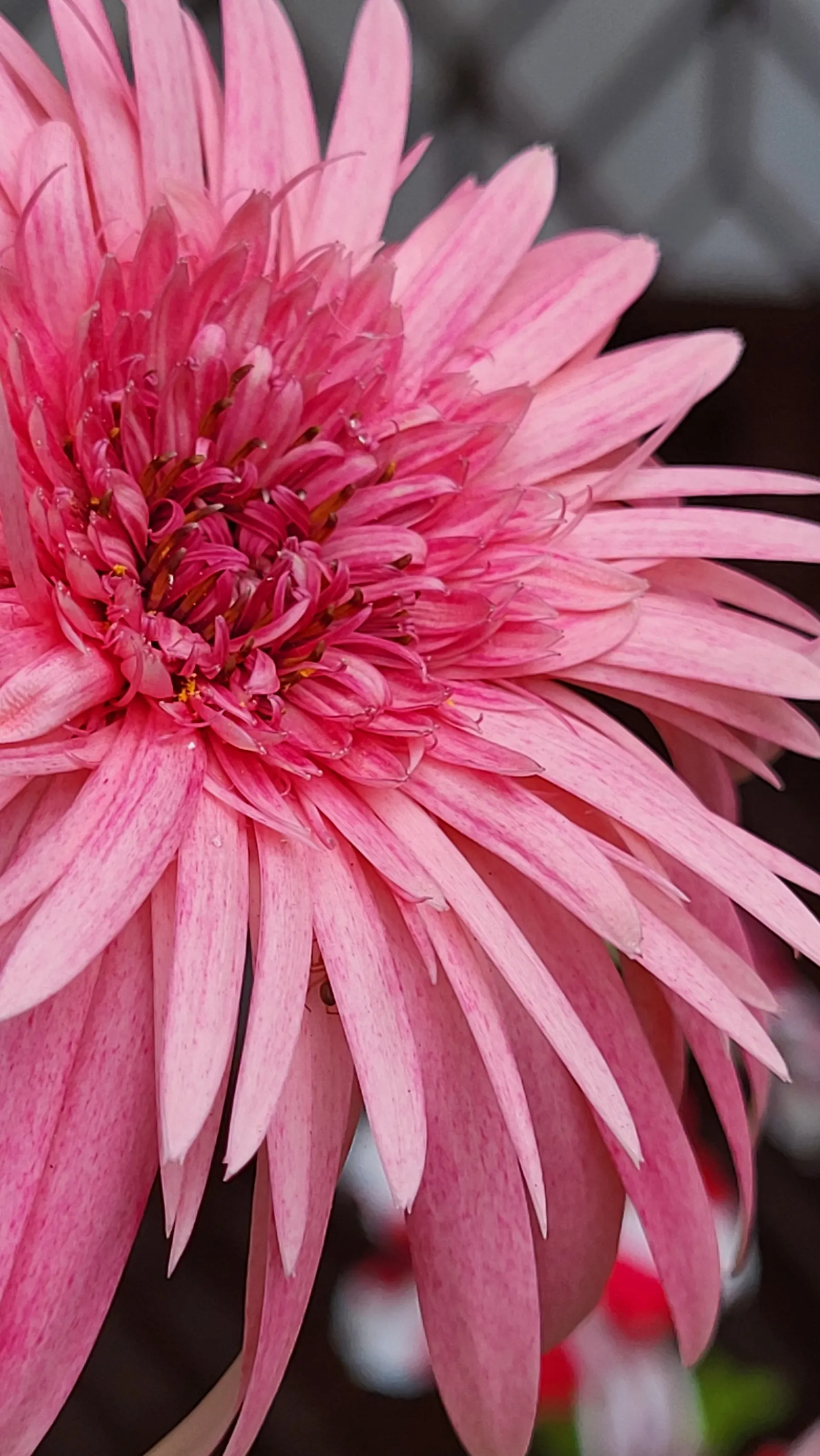 Gerbera,Transvaal Daisy (Gerbera Jamesonii) — Its striking flowers and lush, lance-shaped leaves add a splash of color to any garden bed or, image 65