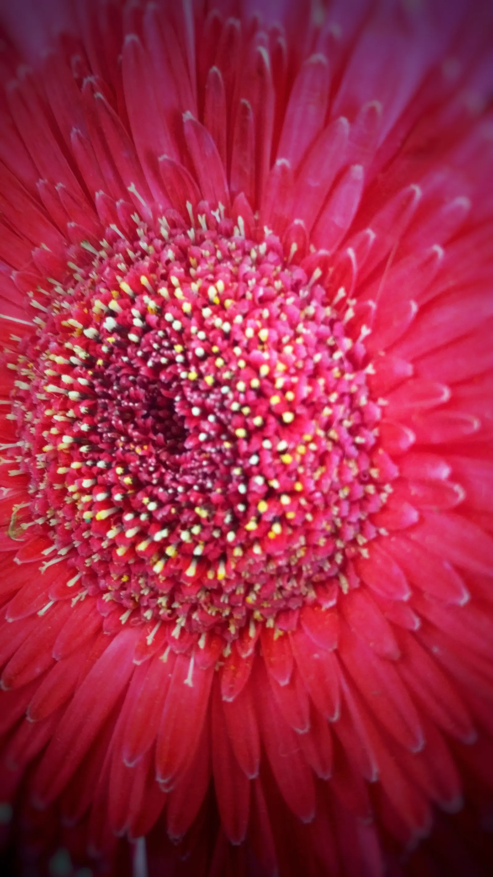 Gerbera,Transvaal Daisy (Gerbera Jamesonii) — finding its way into diverse garden designs; showy blooms and impressive color range, image 50
